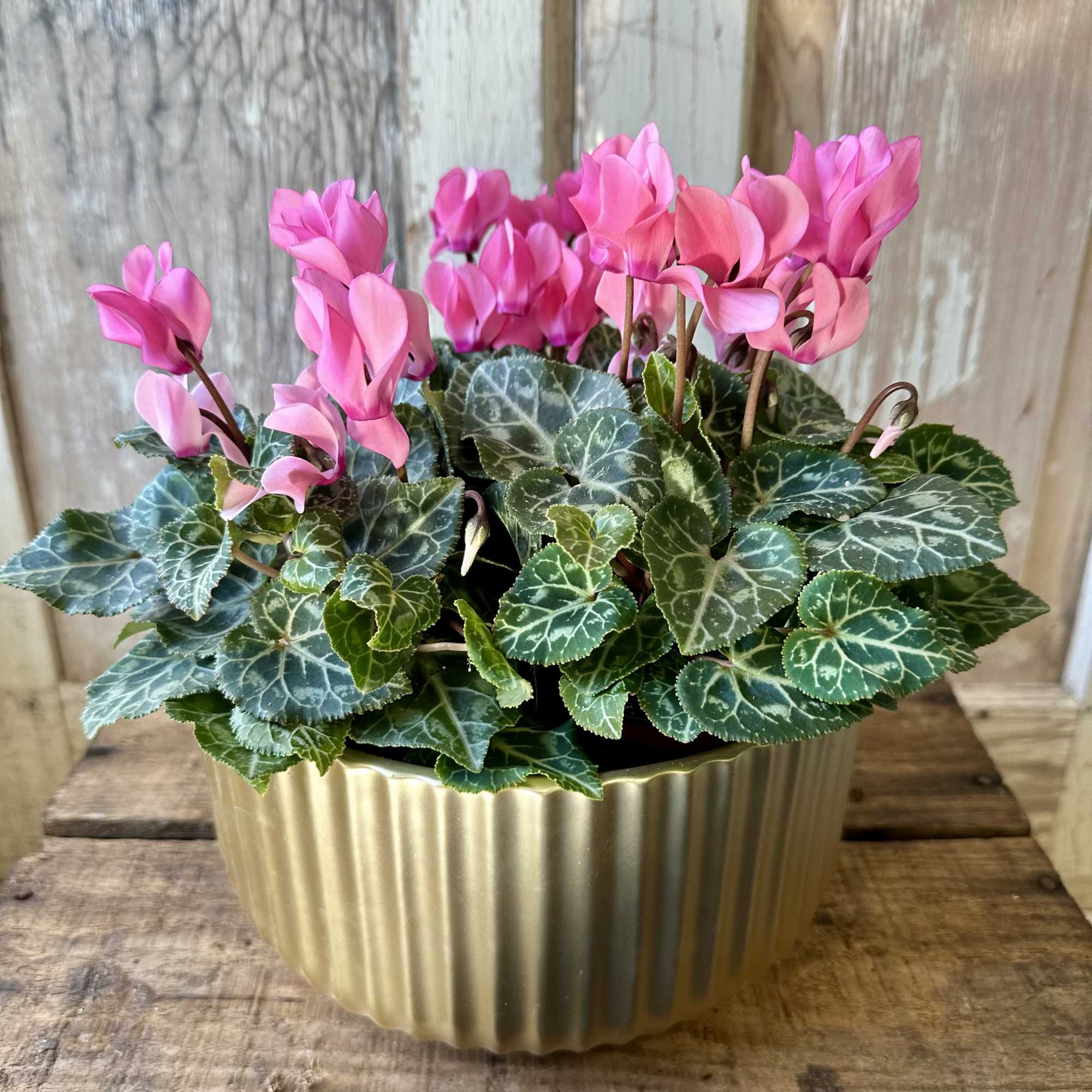 Bring a burst of color and charm to an indoor space with