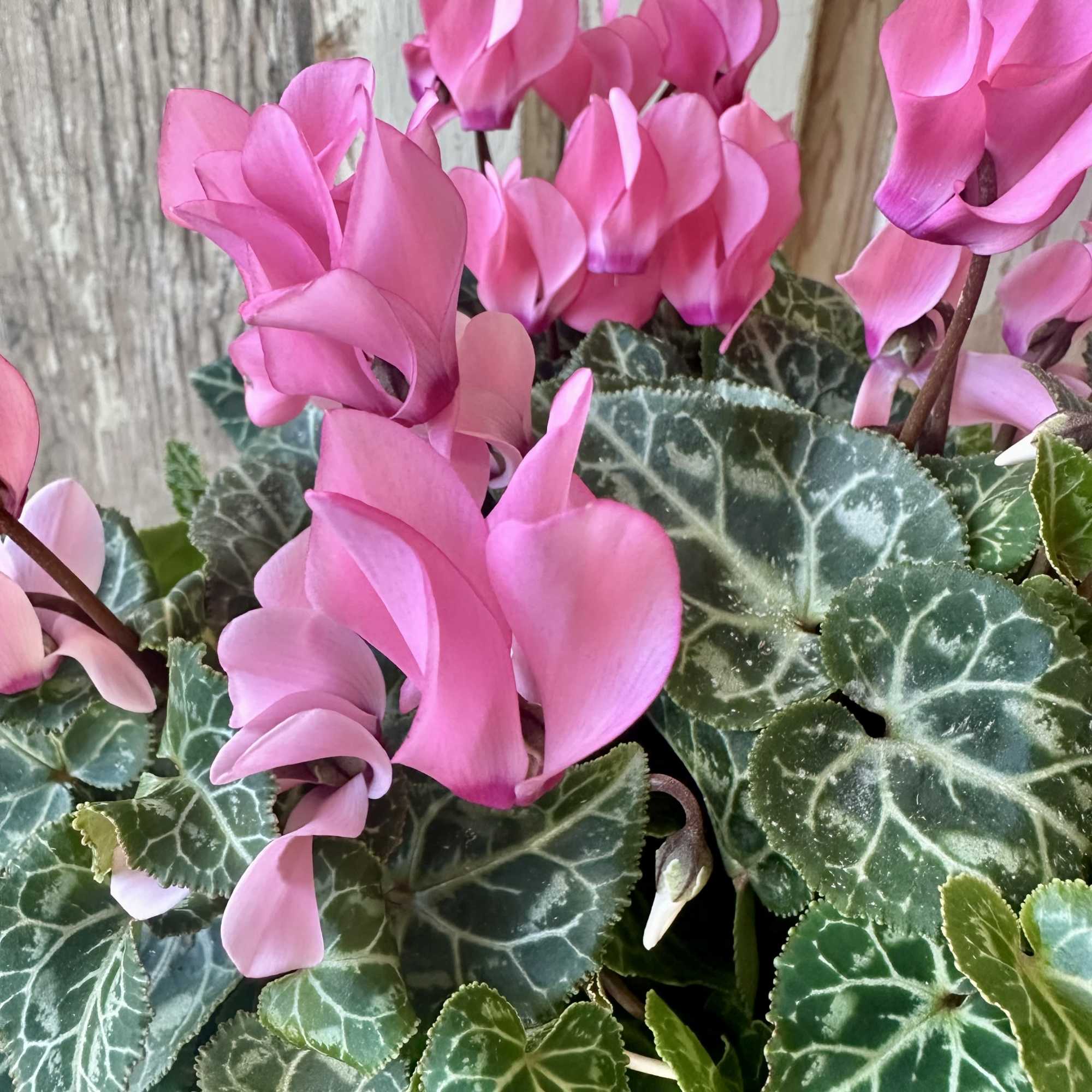 Bring a burst of color and charm to an indoor space with