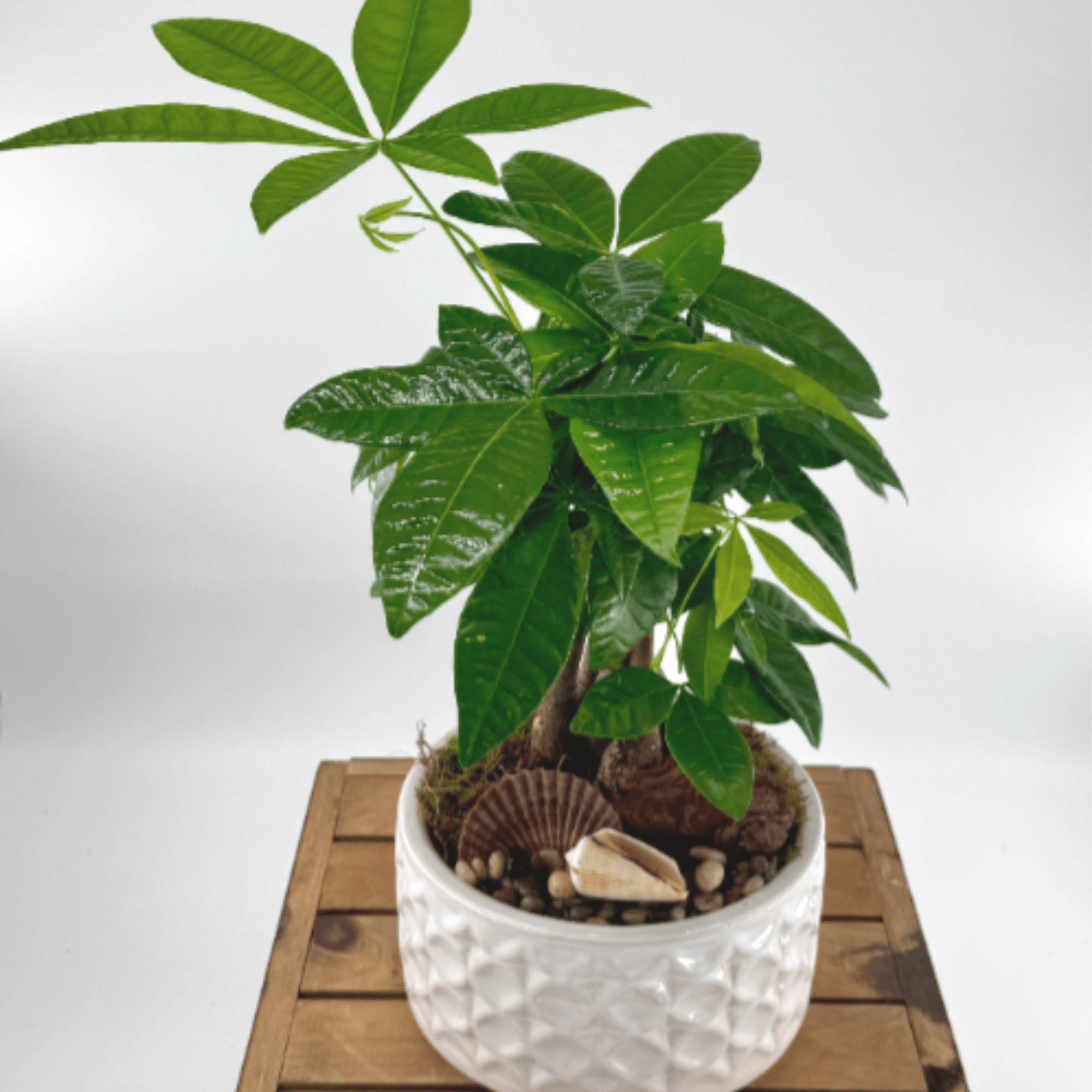 Experience good fortune and prosperity with our exquisite Money Tree plant potted