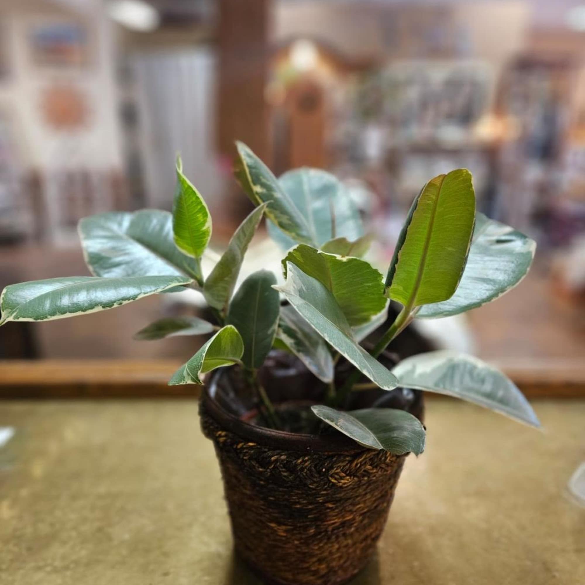 6 inch rubber tree ficus plant in wicker basket 6 inch rubber tree ficus plant in wicker basket