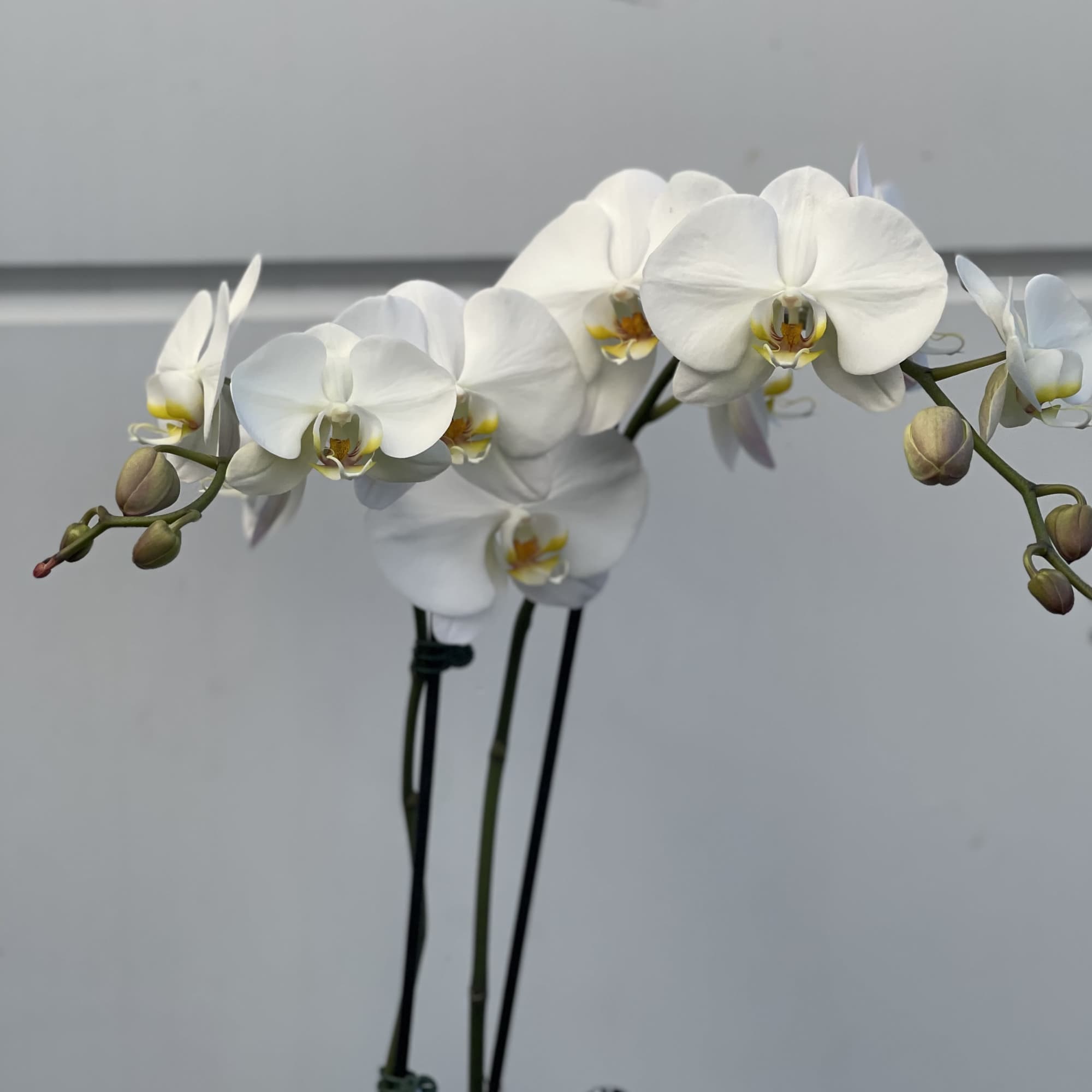 Mexican Jar with mini cup 