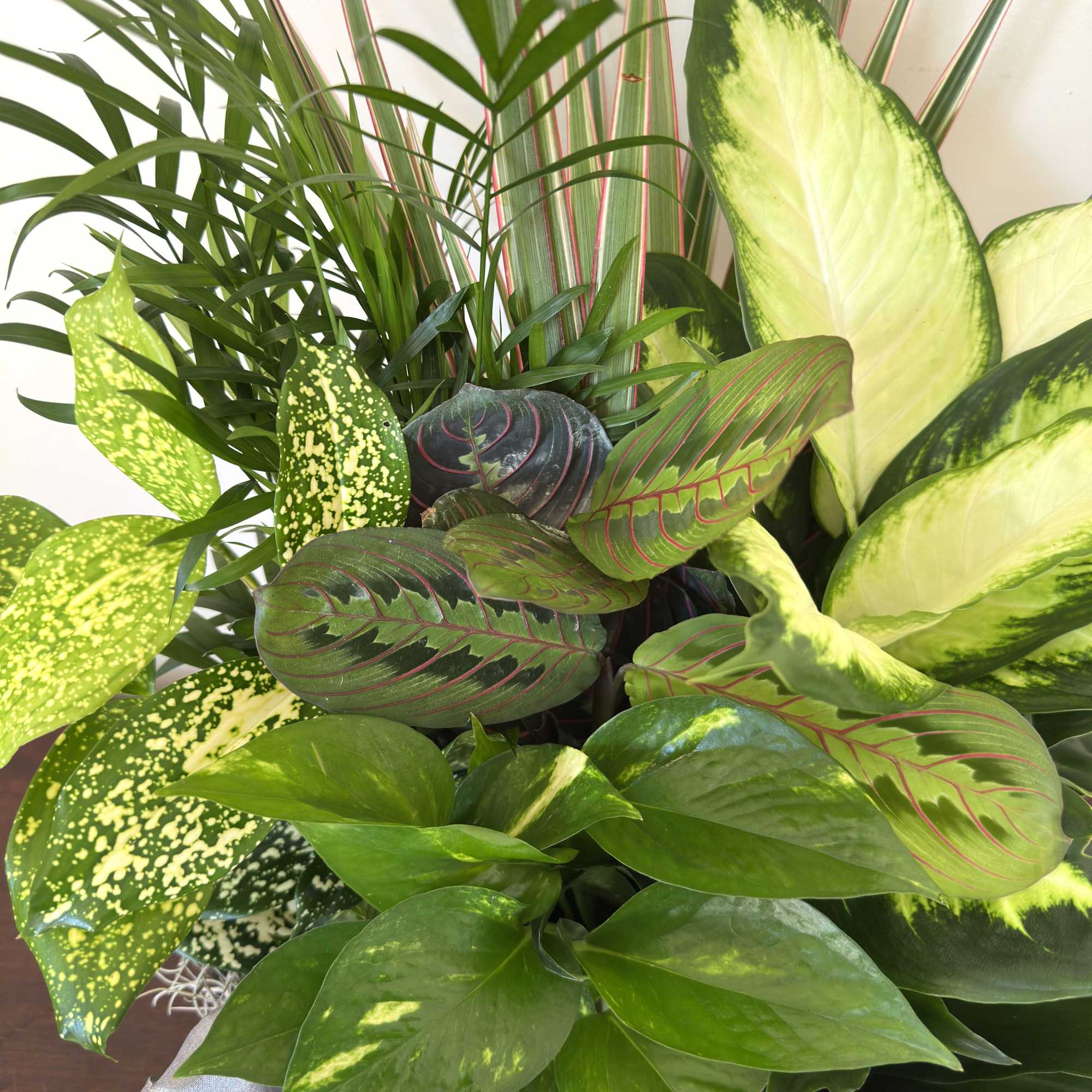 A graceful garden of lush greens in a ceramic pot, accented with