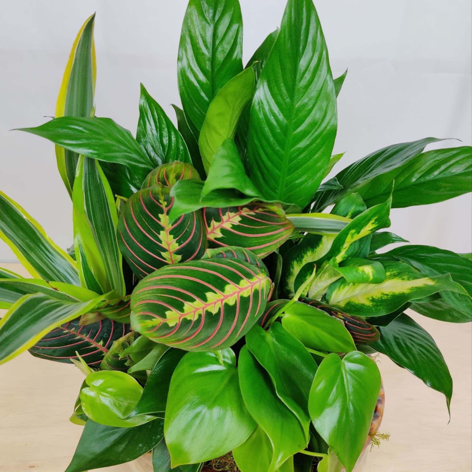 ASSORTED LIVE GREEN PLANTS IN A CERAMIC CONTAINER (PLANTS AND CONTAINERS MAY