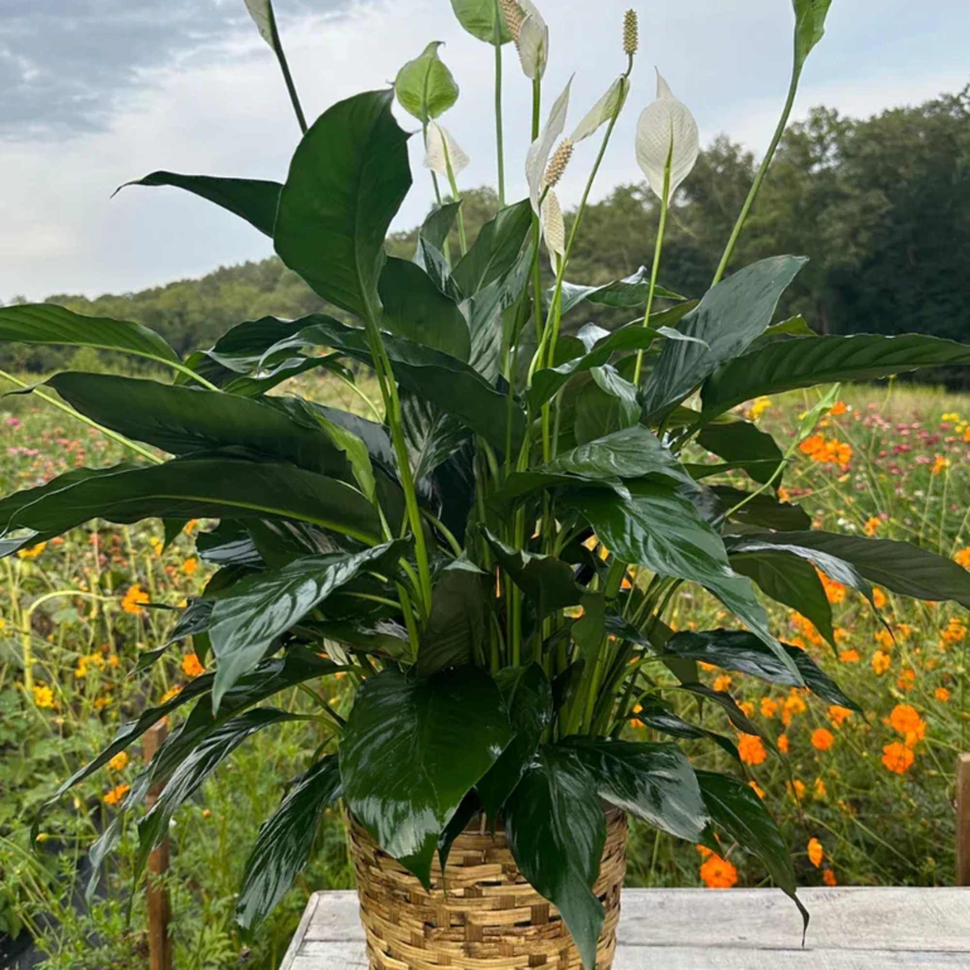 Peace Lily in Baltimore, MD | The Flower Cart