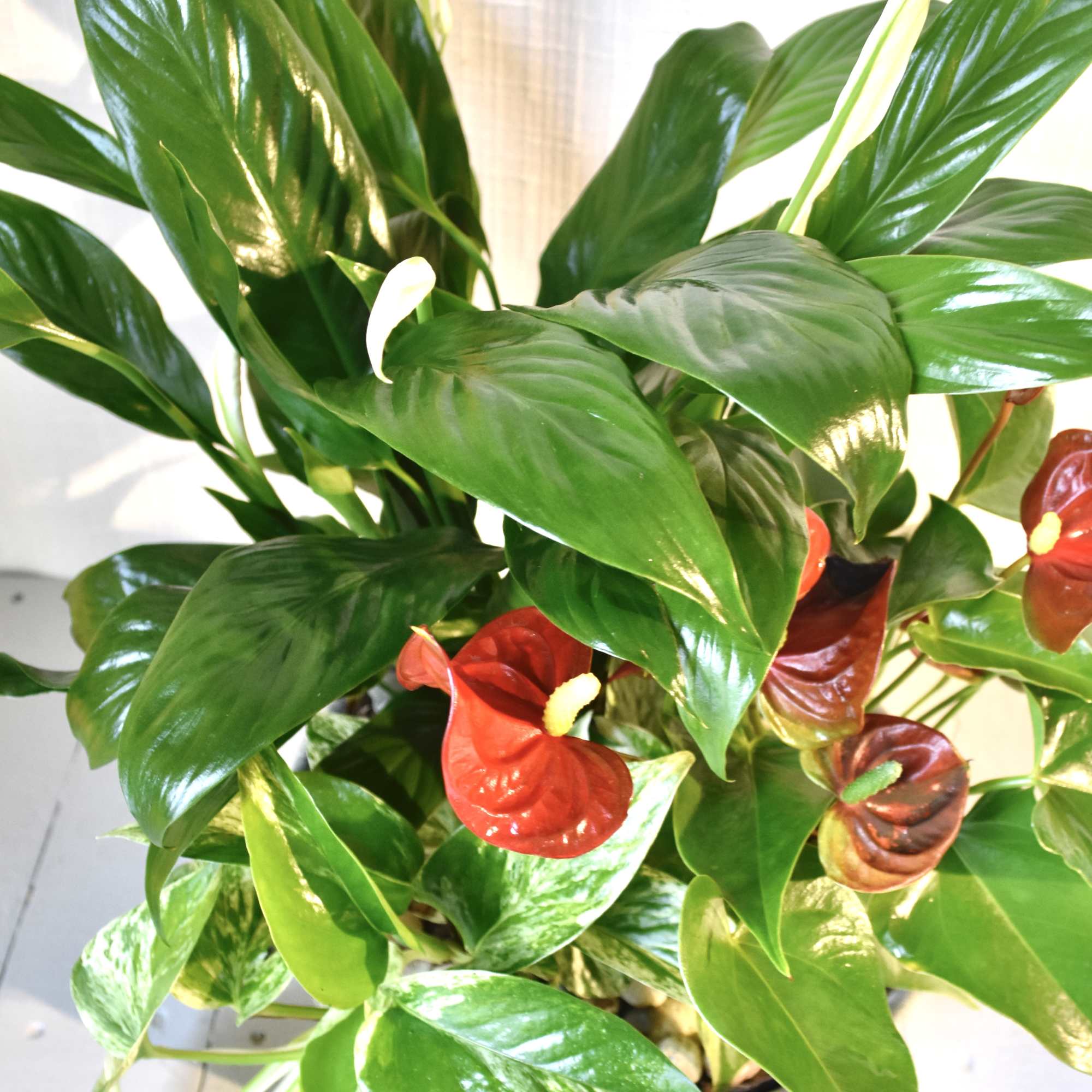 The Old Durham Garden standard is a metal planter that features three