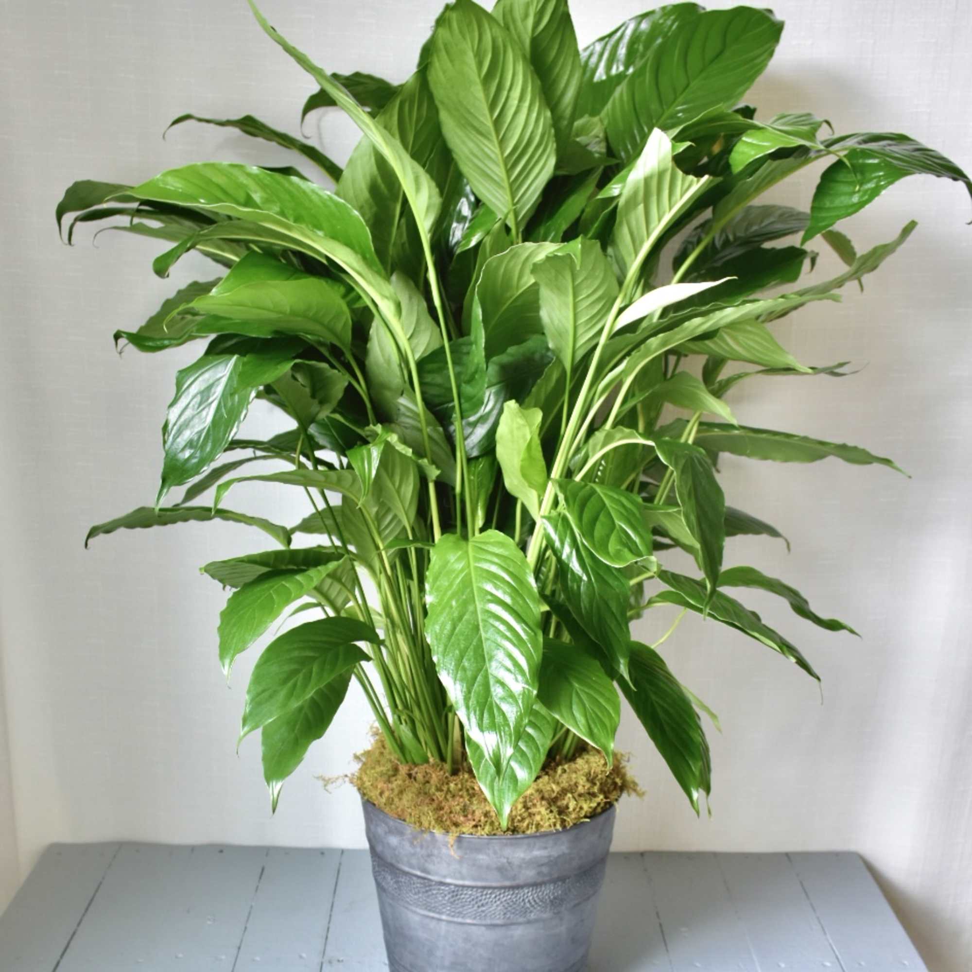 The Peace Lily is a beautiful flowering plant, indoor green plant. It