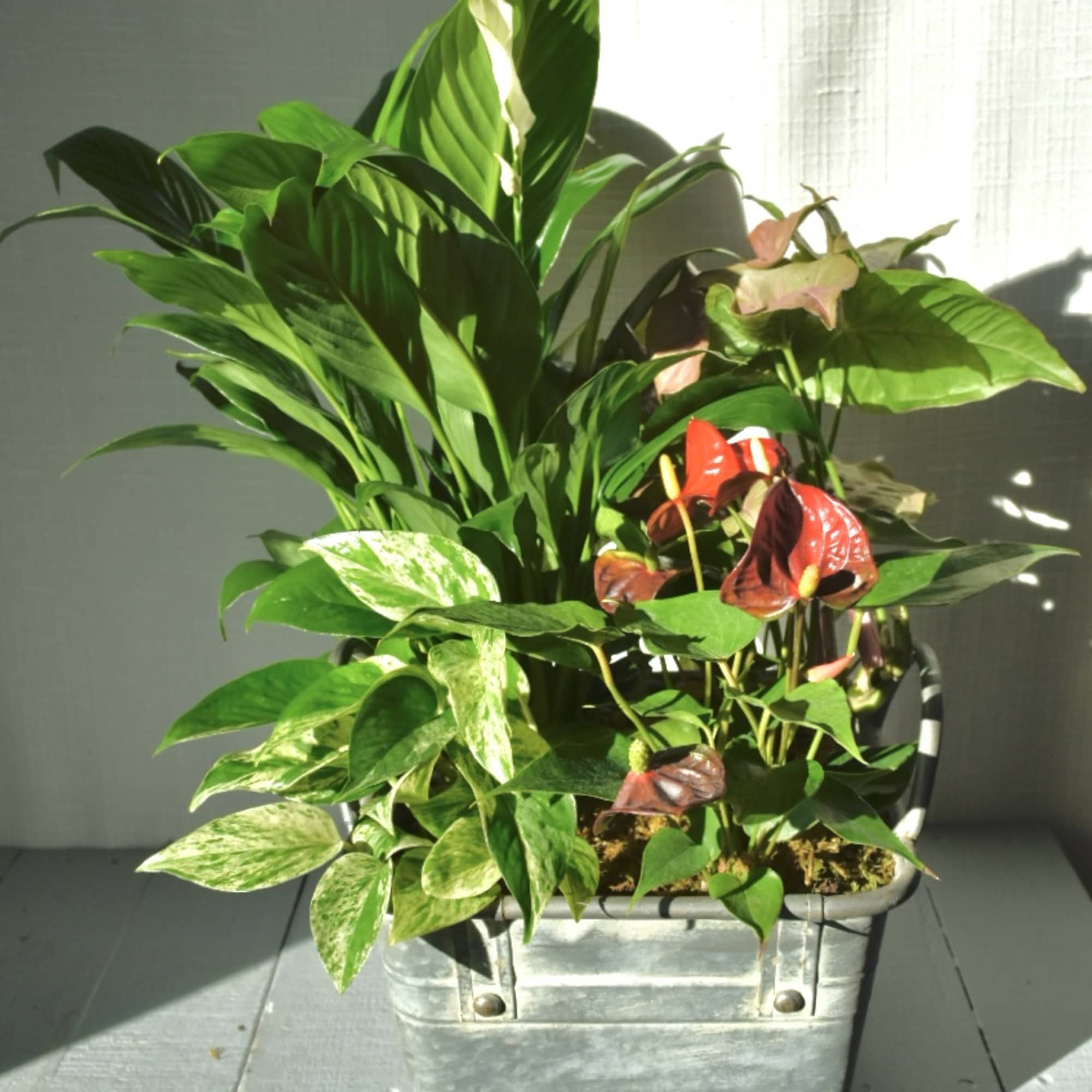 The Old Durham Garden standard is a metal planter that features three