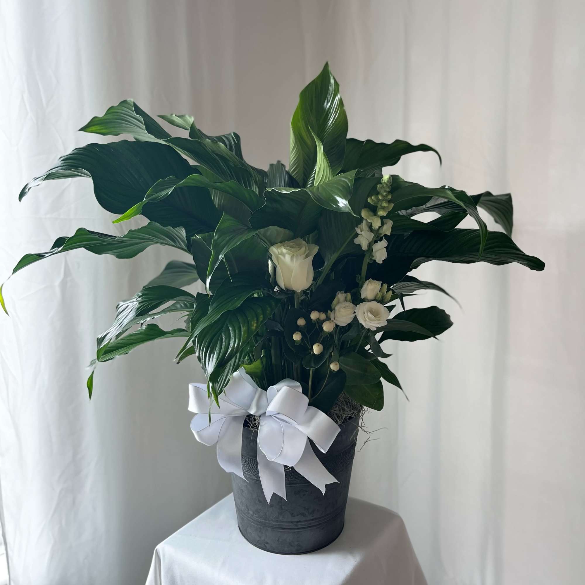 The Peace Lily is a beautiful flowering plant, indoor green plant. It