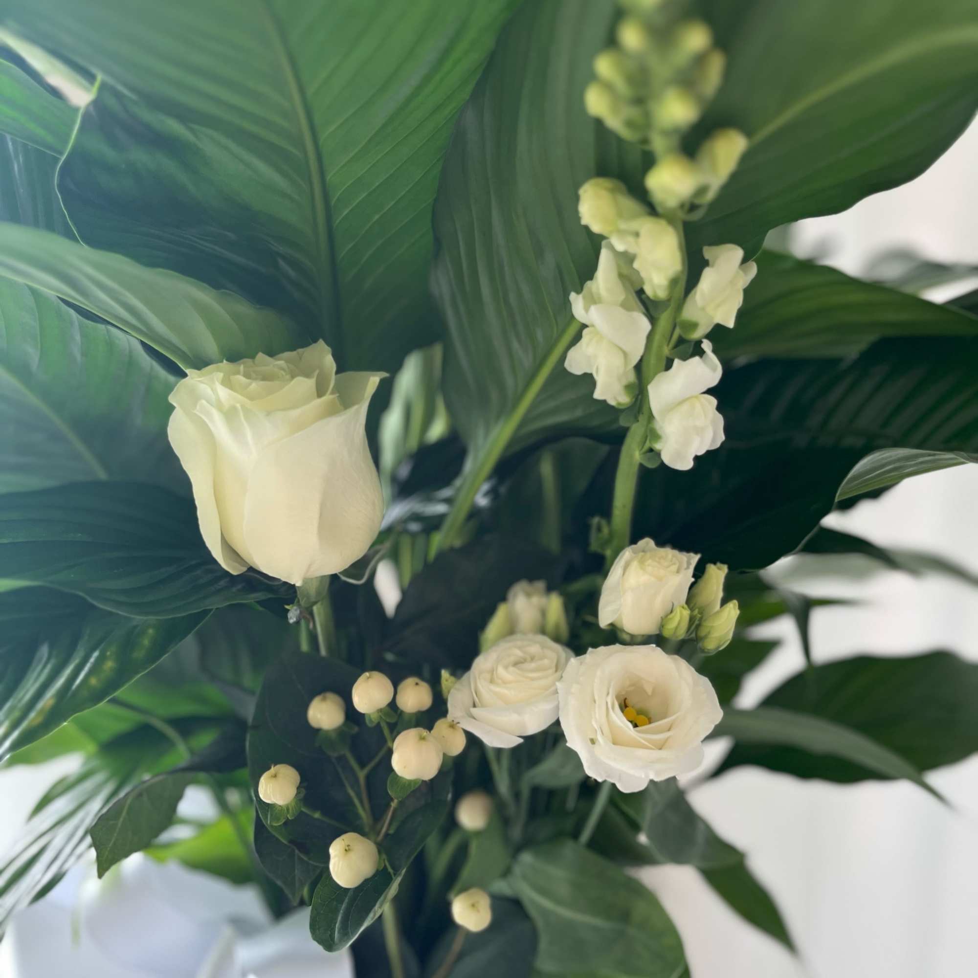 The Peace Lily is a beautiful flowering plant, indoor green plant. It