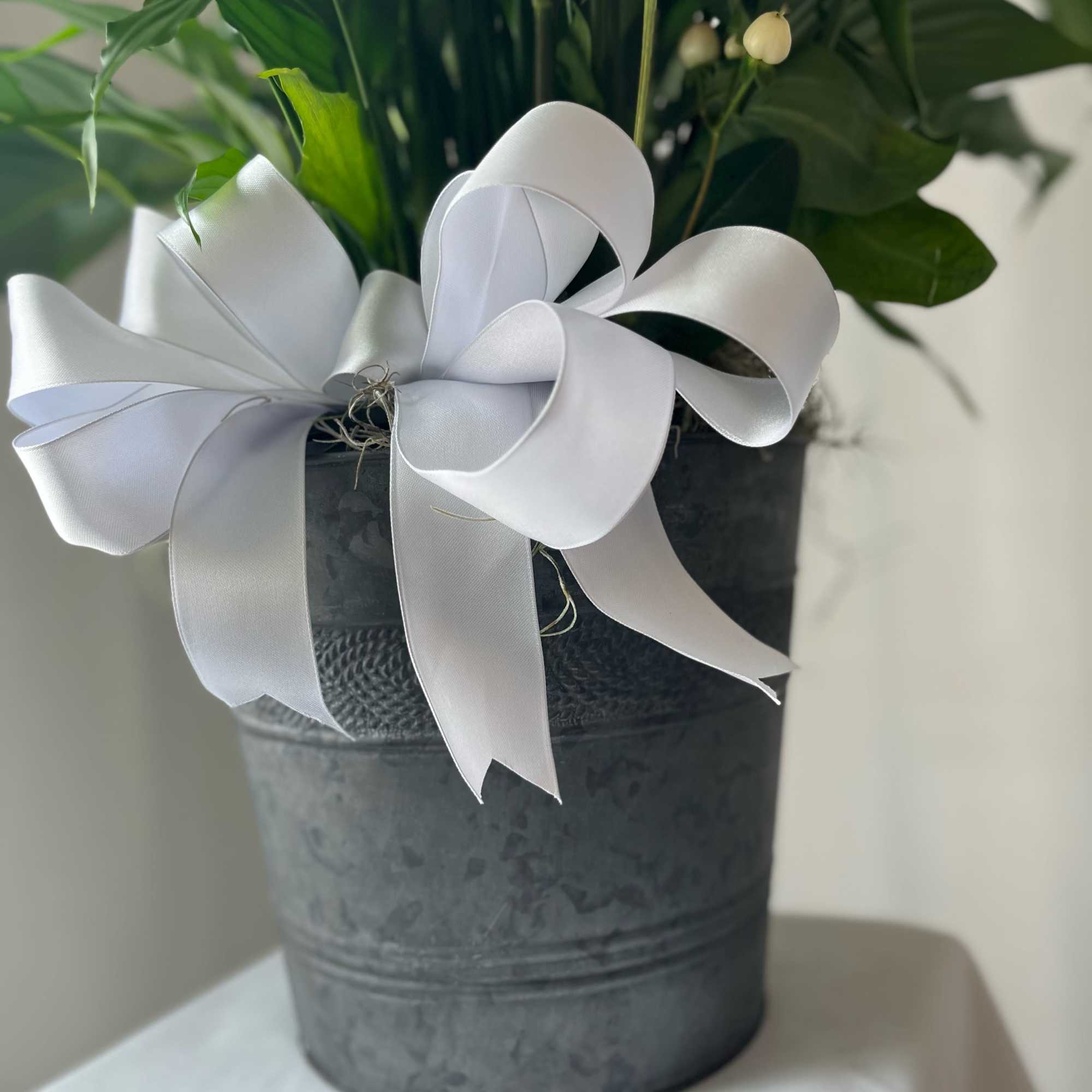 The Peace Lily is a beautiful flowering plant, indoor green plant. It