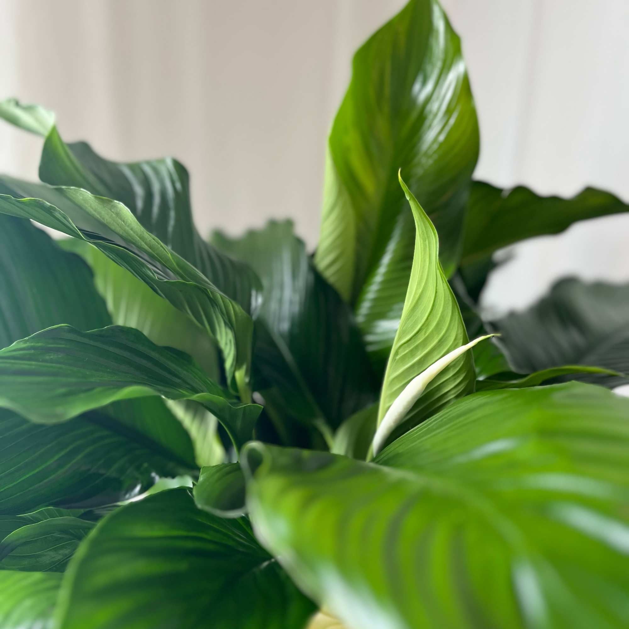 The Peace Lily is a beautiful flowering plant, indoor green plant. It