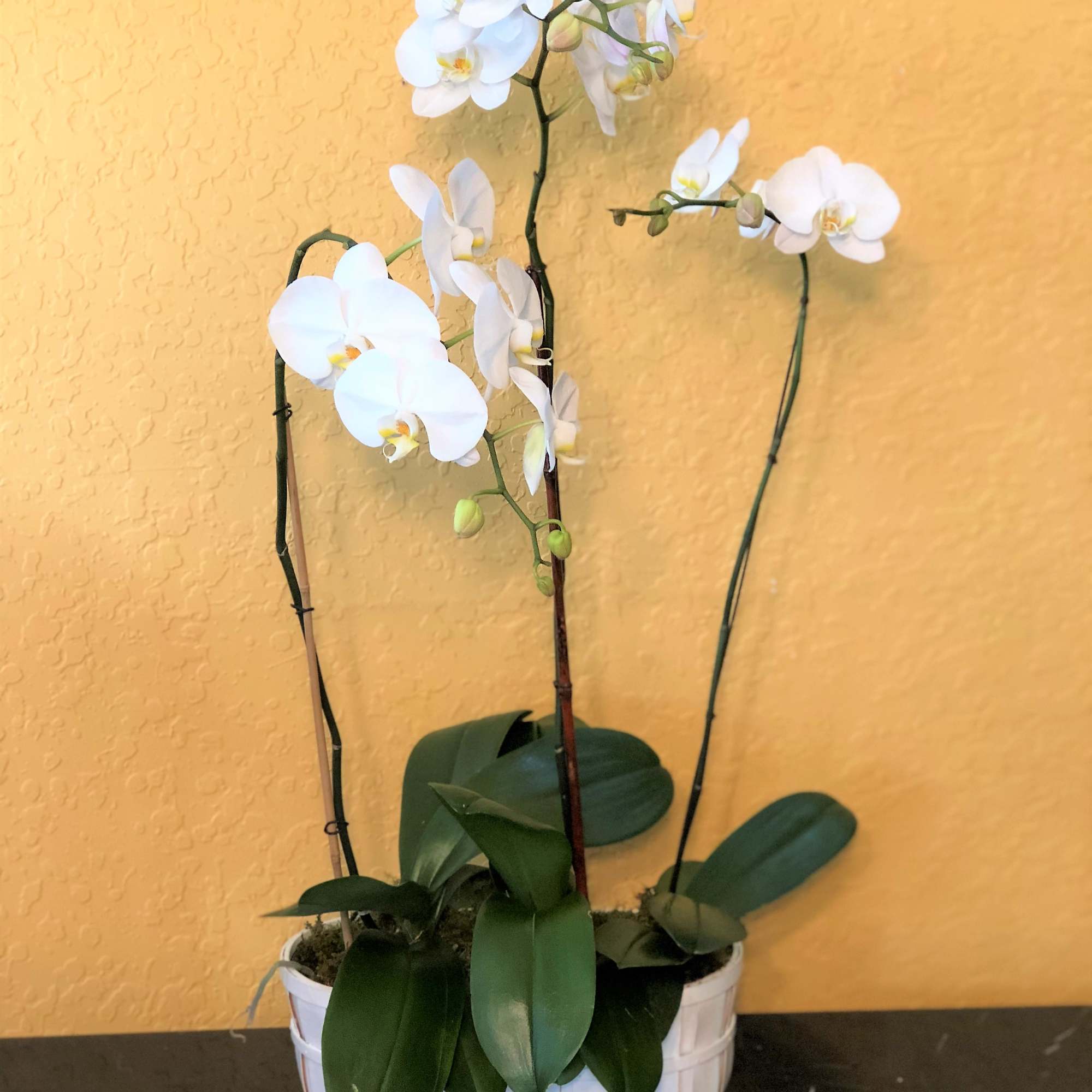 Three gorgeous Phalaenopsis Orchid Plants together for maximum Wow factor!
Orchid color and