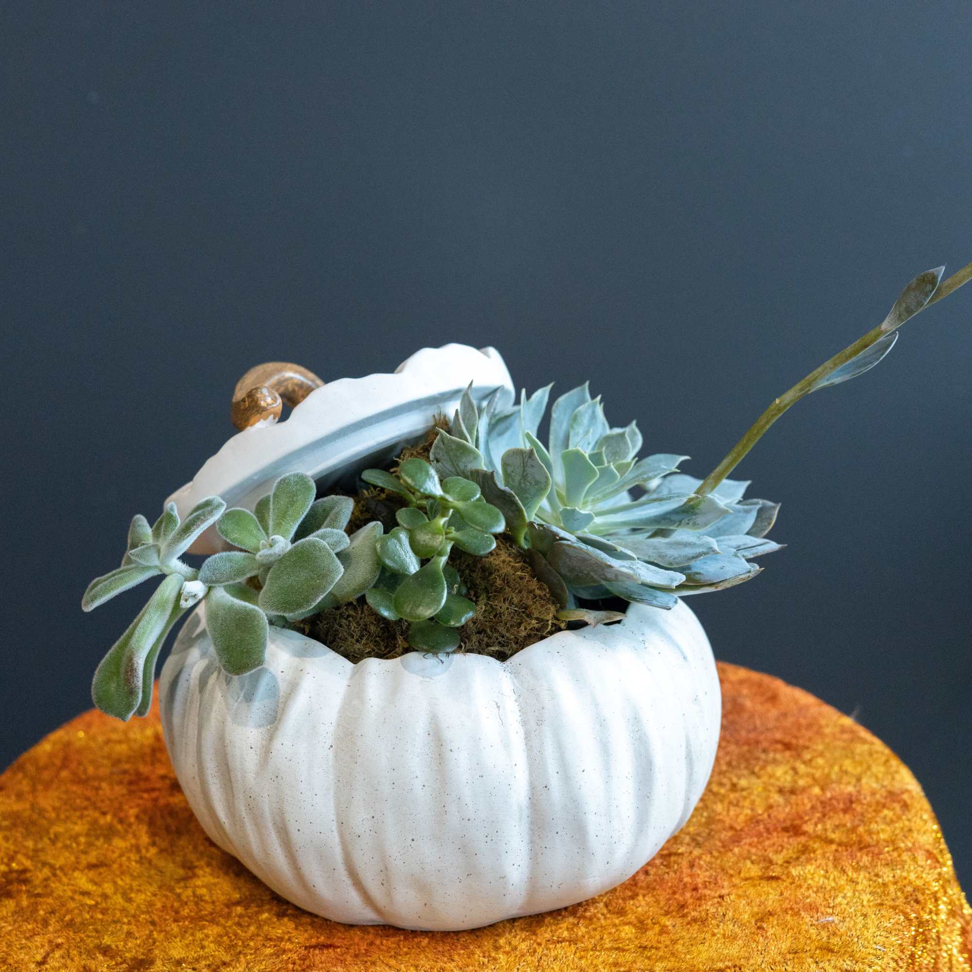 The ceramic white pumpkin is the perfect plant container for fall with