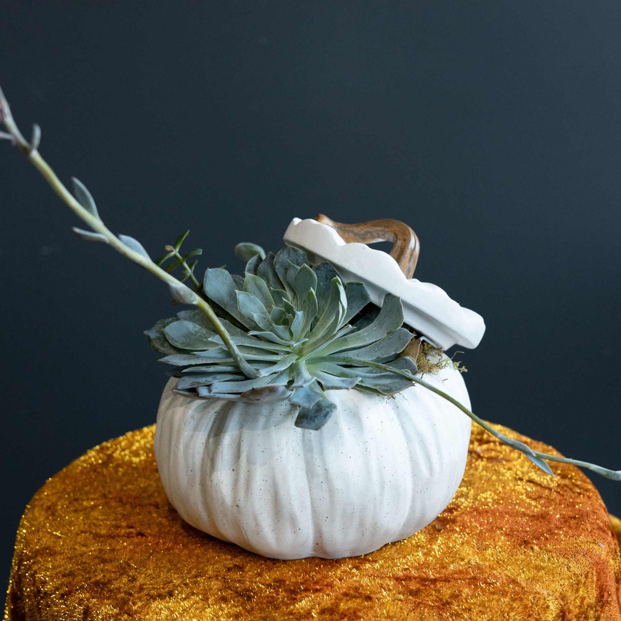 The ceramic white pumpkin is the perfect plant container for fall with