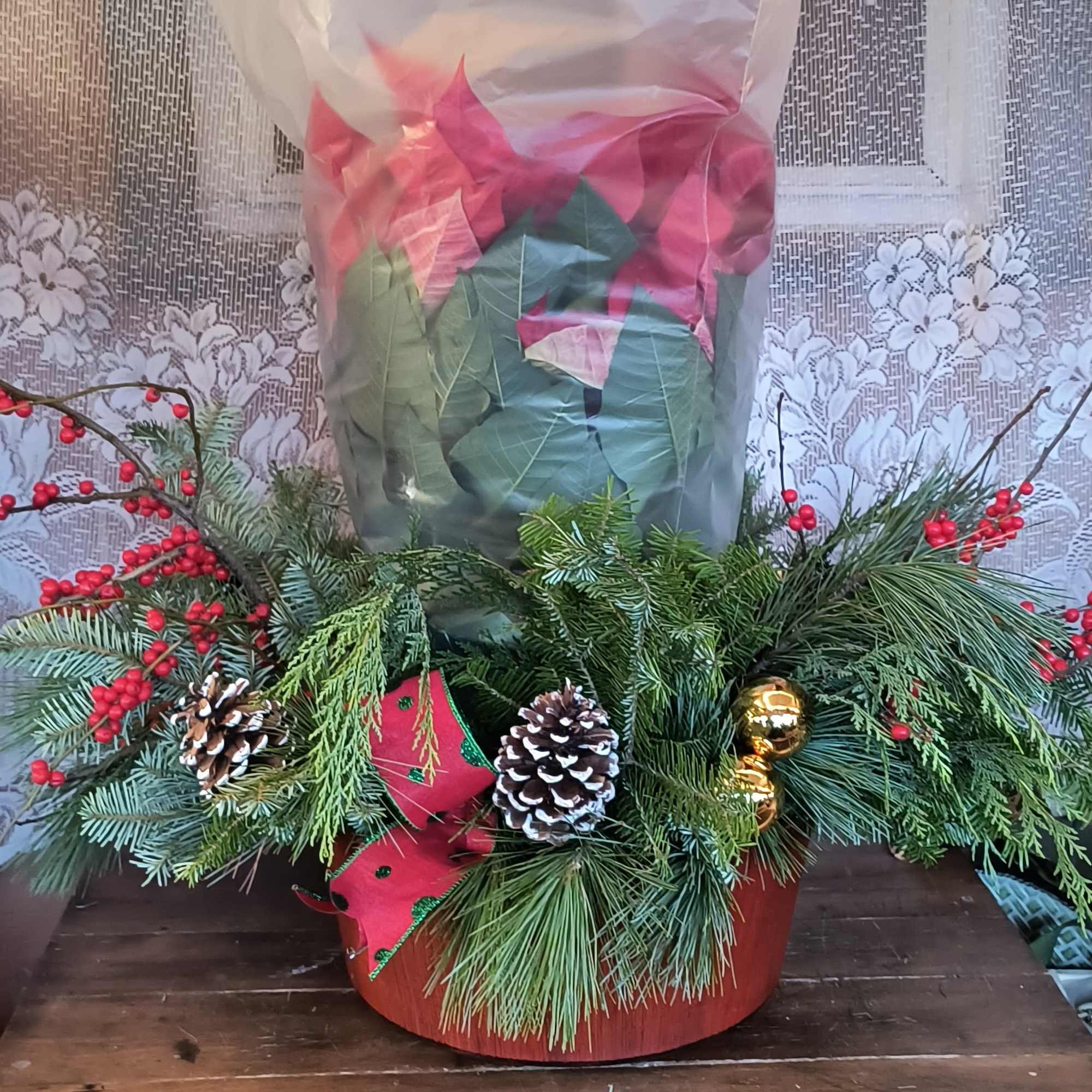 This combo of a live poinsettia plant set within a fresh evergreen