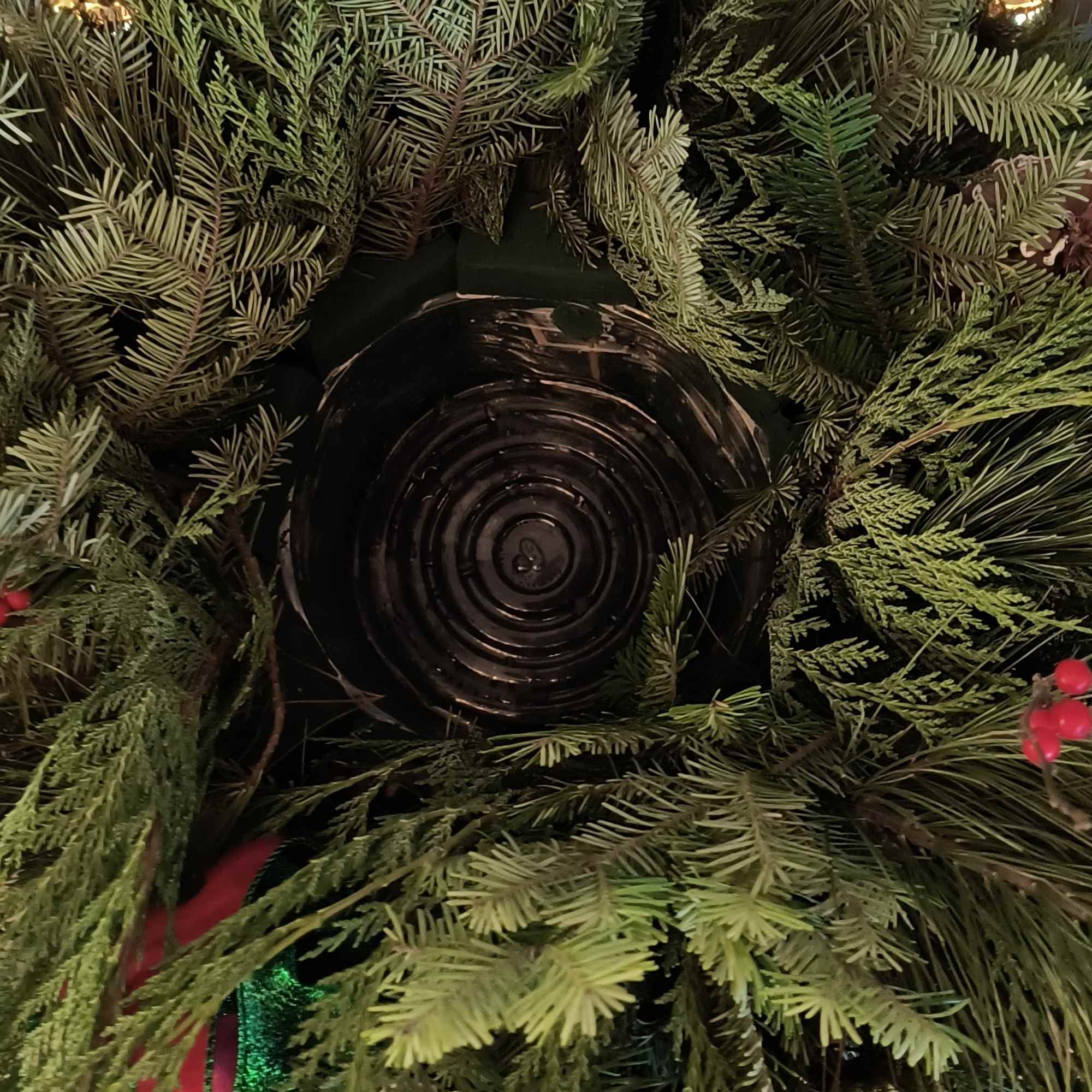 This combo of a live poinsettia plant set within a fresh evergreen