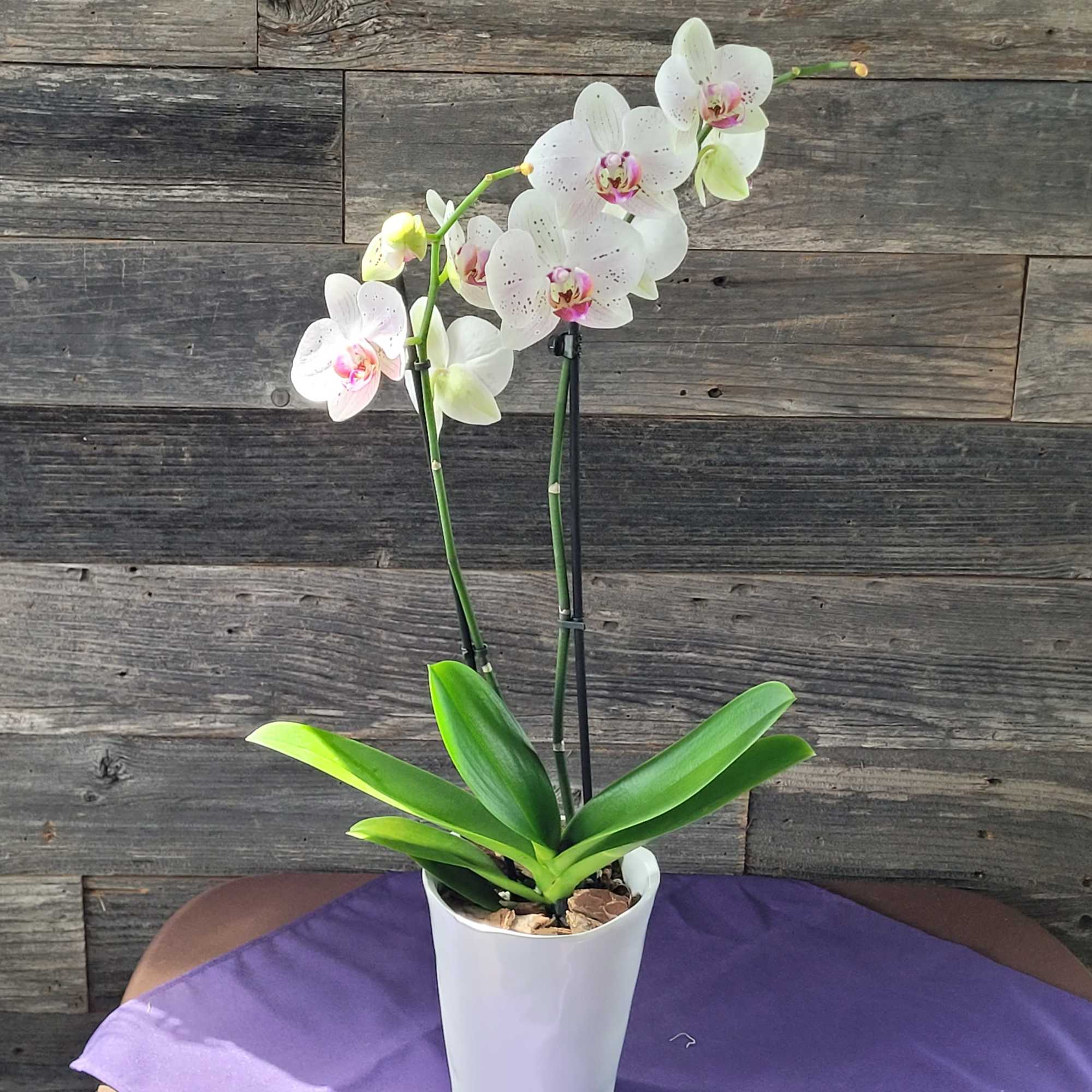The flowers of the popular and beautiful phalaenopsis orchid plant are thought
