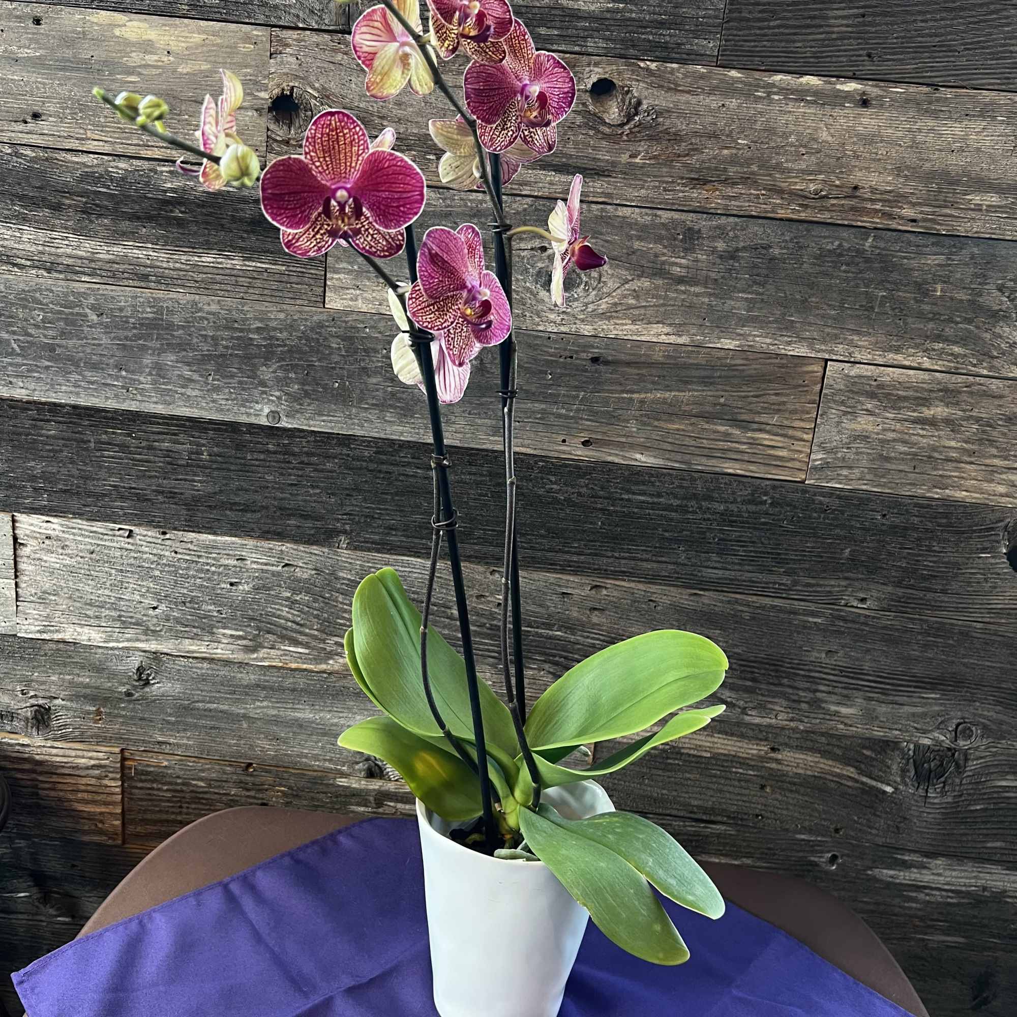 The flowers of the popular and beautiful phalaenopsis orchid plant are thought