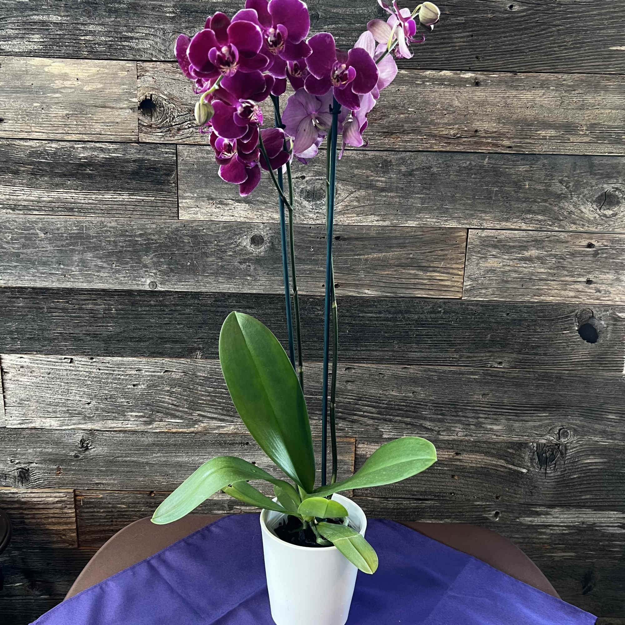 The flowers of the popular and beautiful phalaenopsis orchid plant are thought