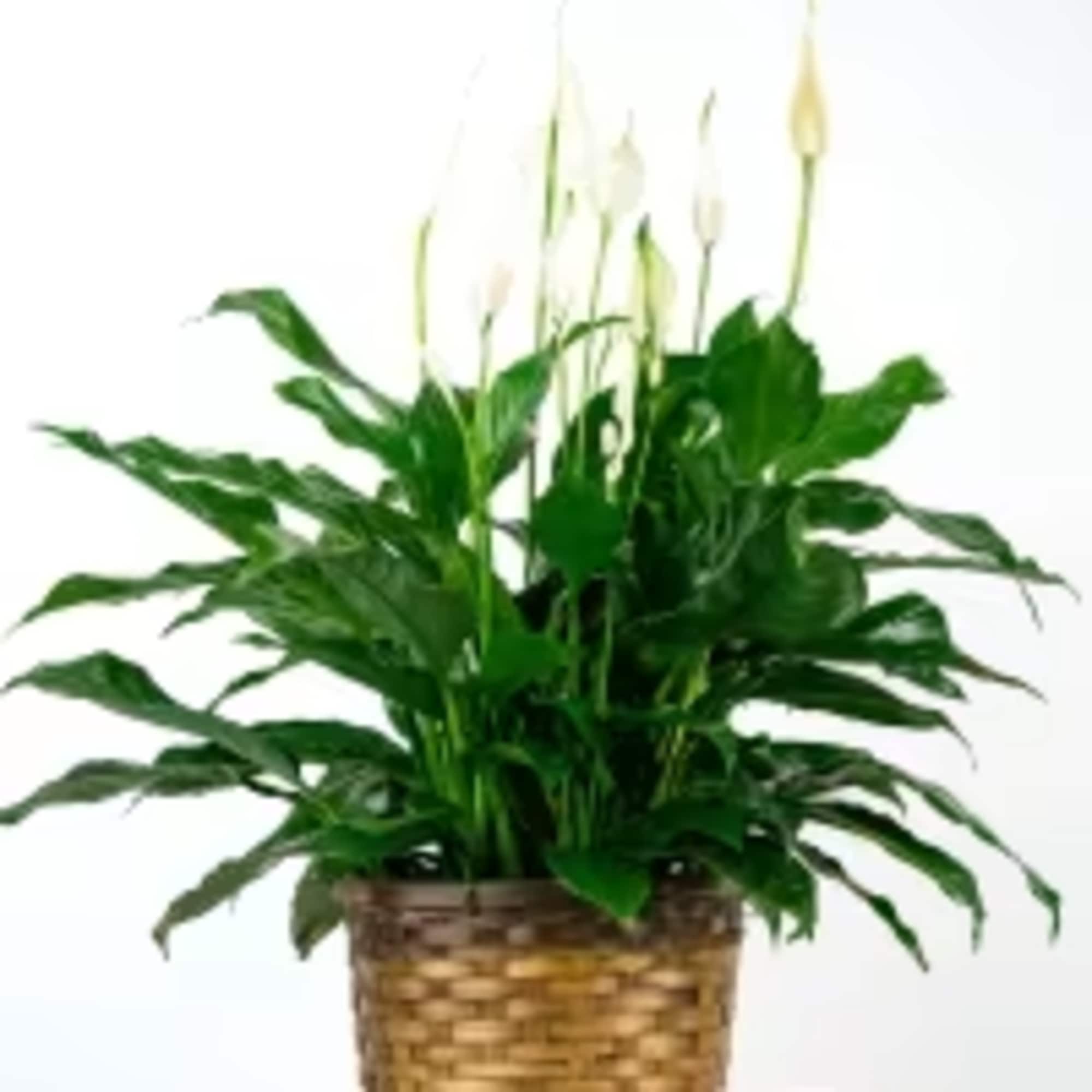 Looking for a Spathiphyllum (Peace Lily)? This dark leafy plant with delicate