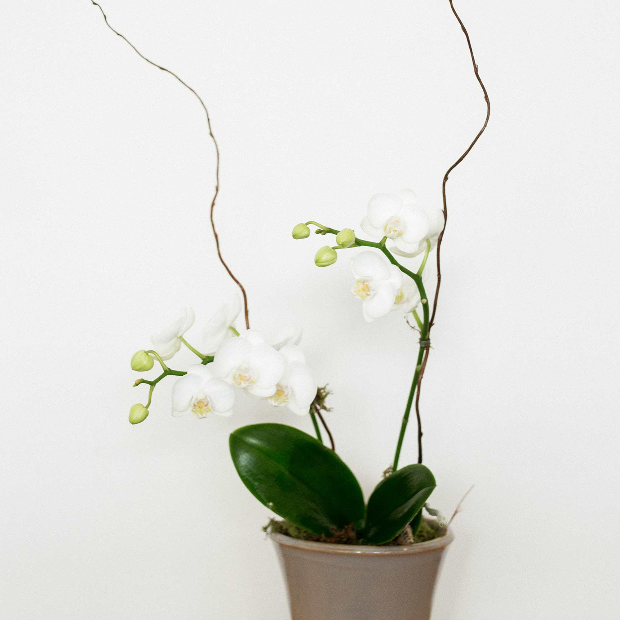 An attractive porcelain pot houses this live mini phalaenopsis orchid, which has