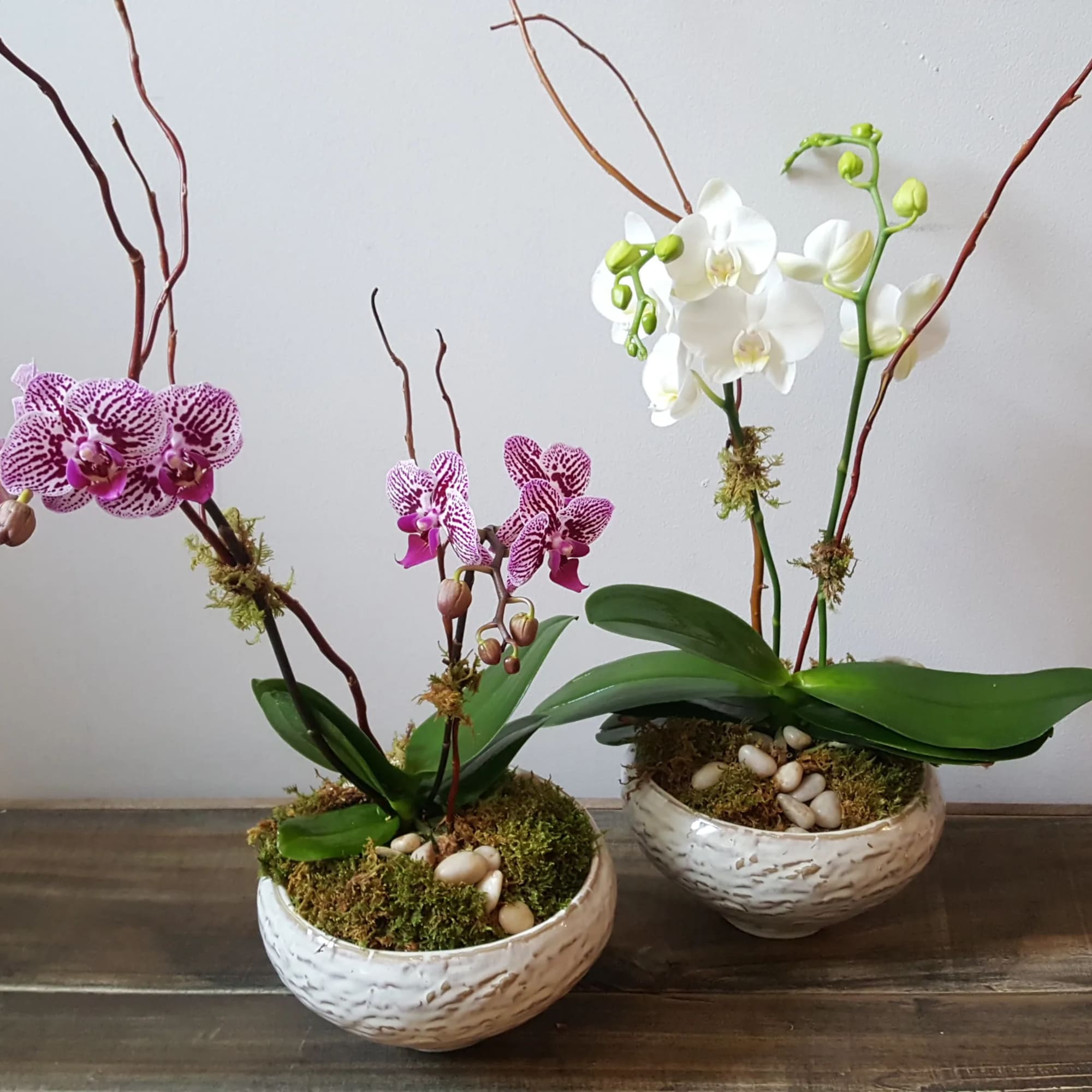 An attractive porcelain pot houses this live mini phalaenopsis orchid, which has