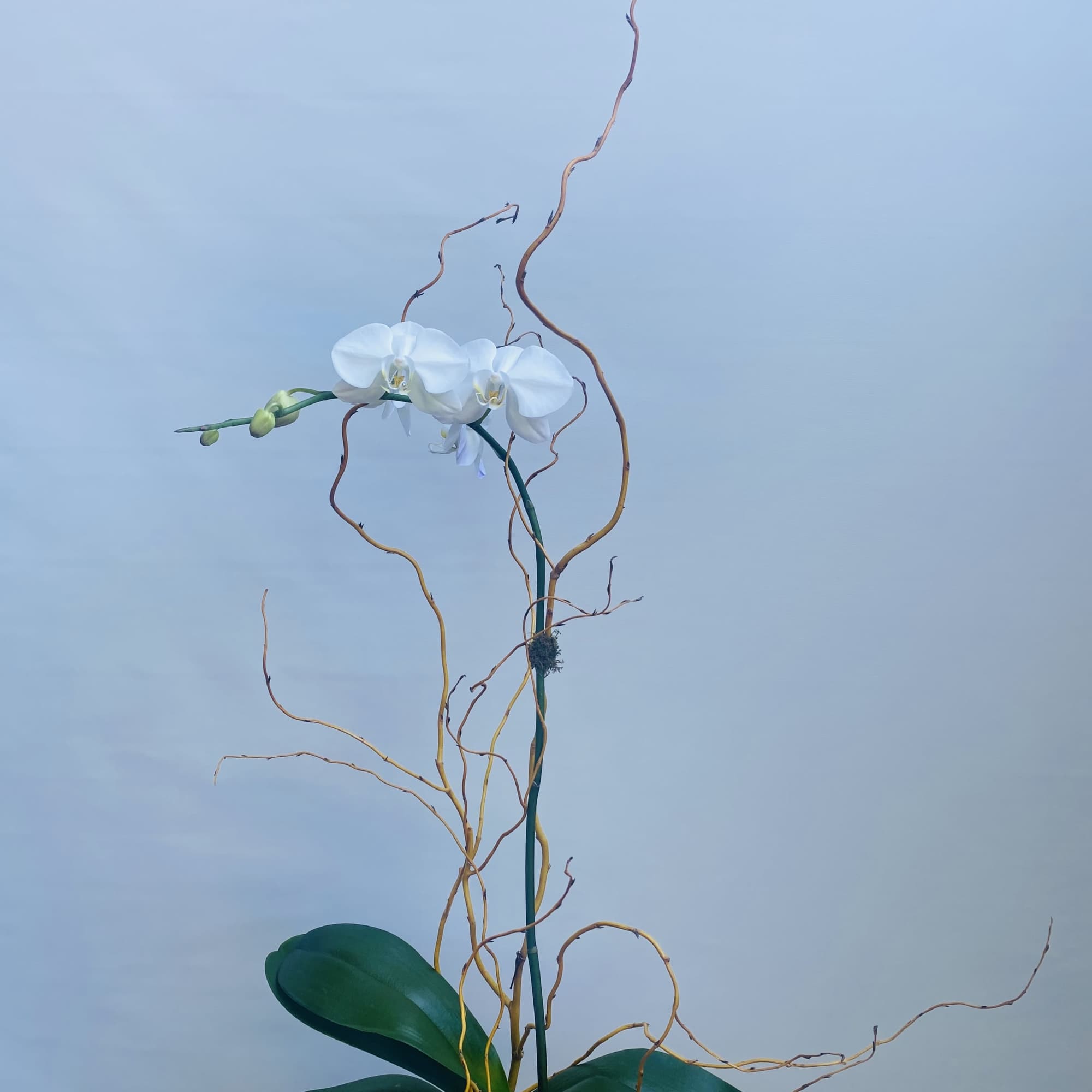 Timeless Elegance with Lasting Beauty
The &quot;Serenity Single Orchid&quot; is a sophisticated arrangement