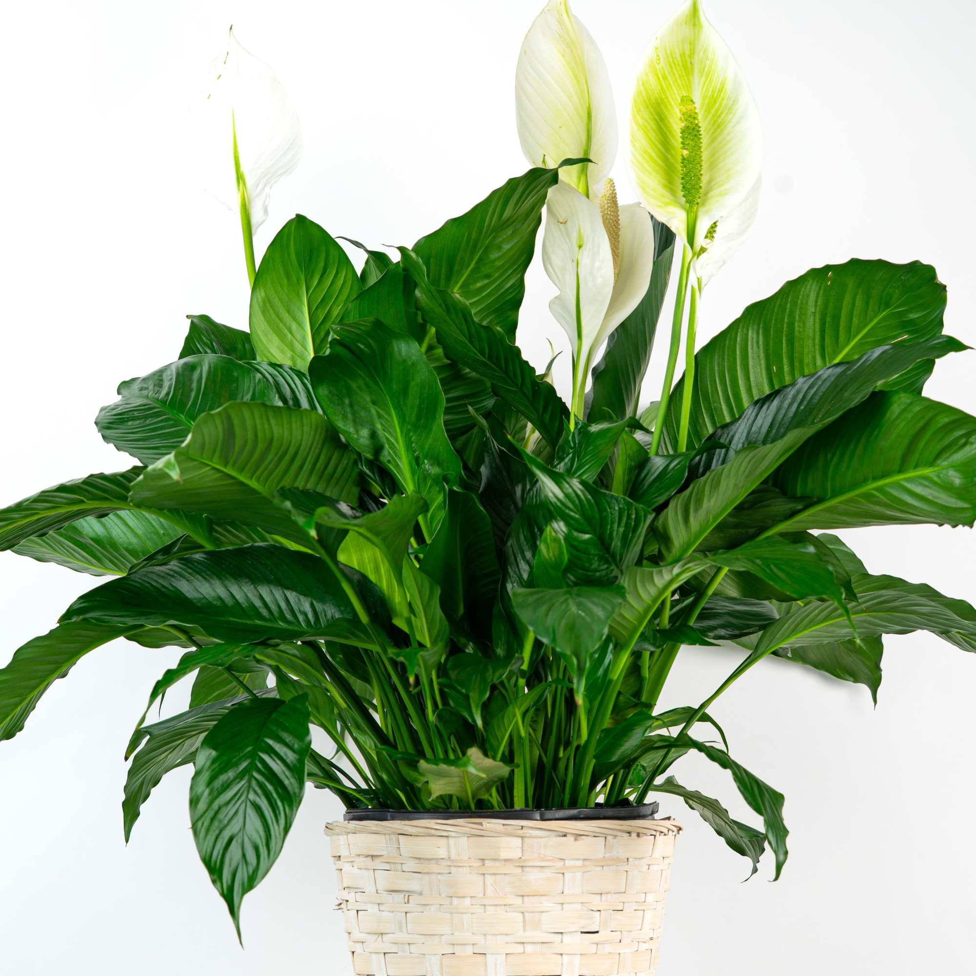 Looking for a Spathiphyllum (Peace Lily)? This dark leafy plant with delicate
