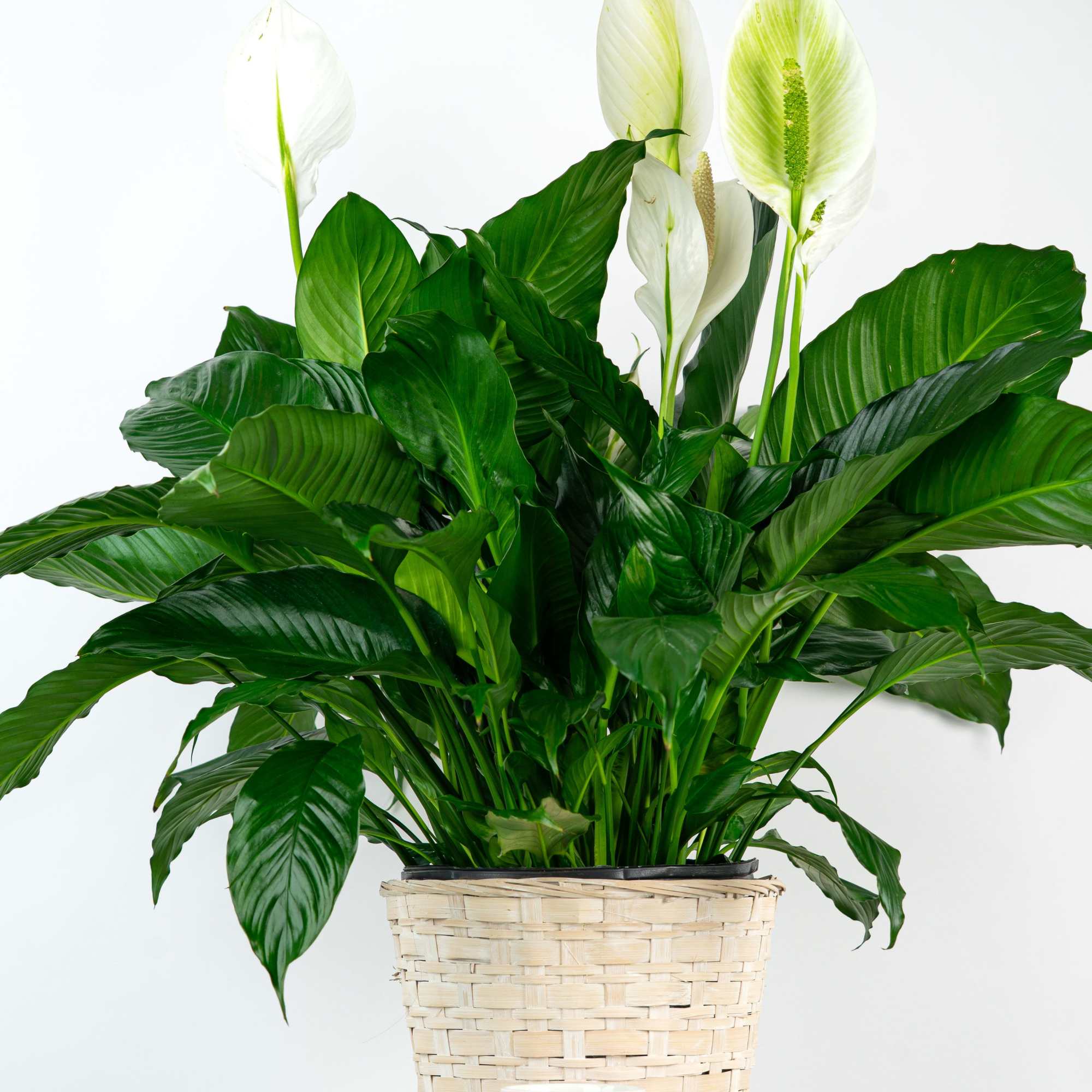 Looking for a Spathiphyllum (Peace Lily)? This dark leafy plant with delicate