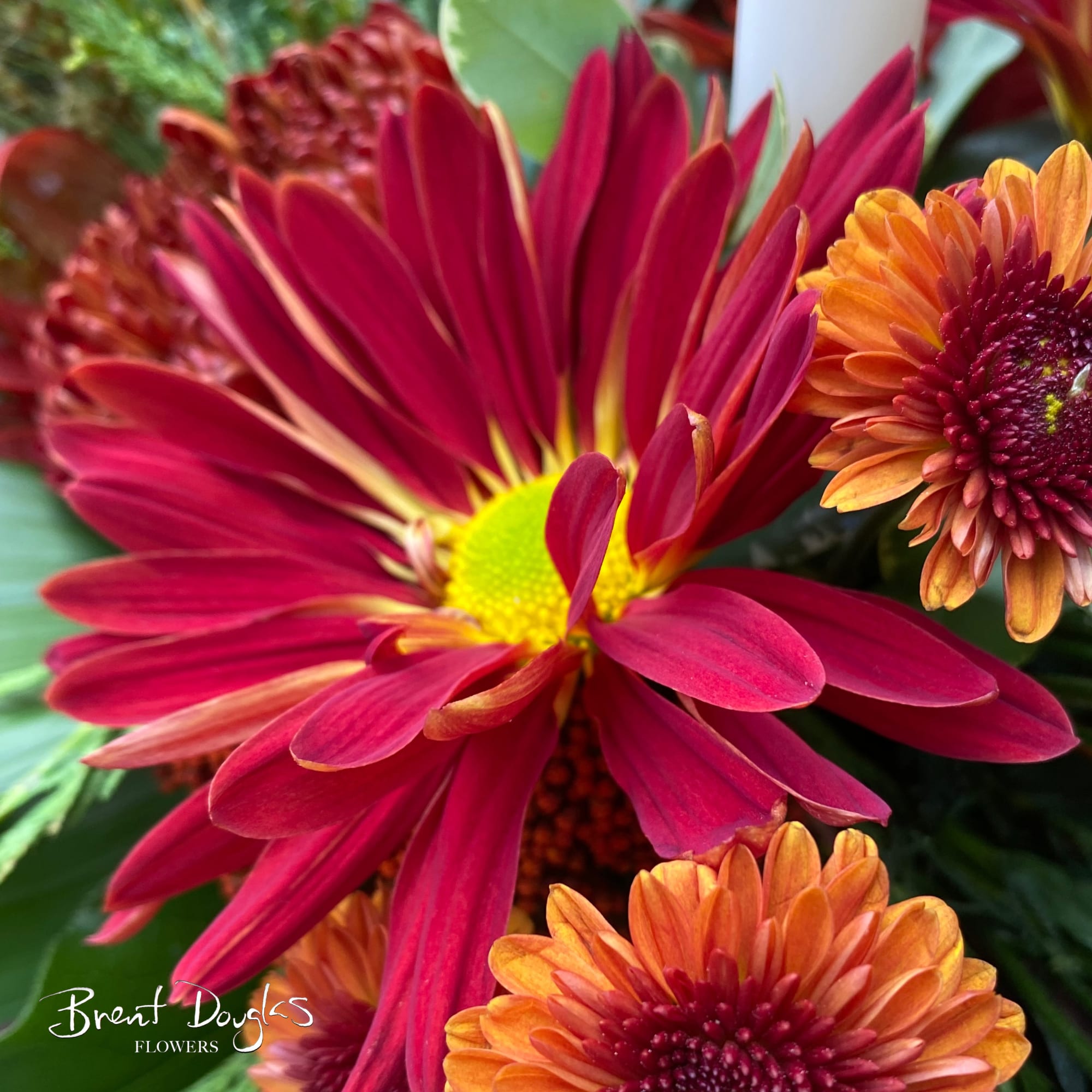 Your Turkey will love these long lasting flowers!