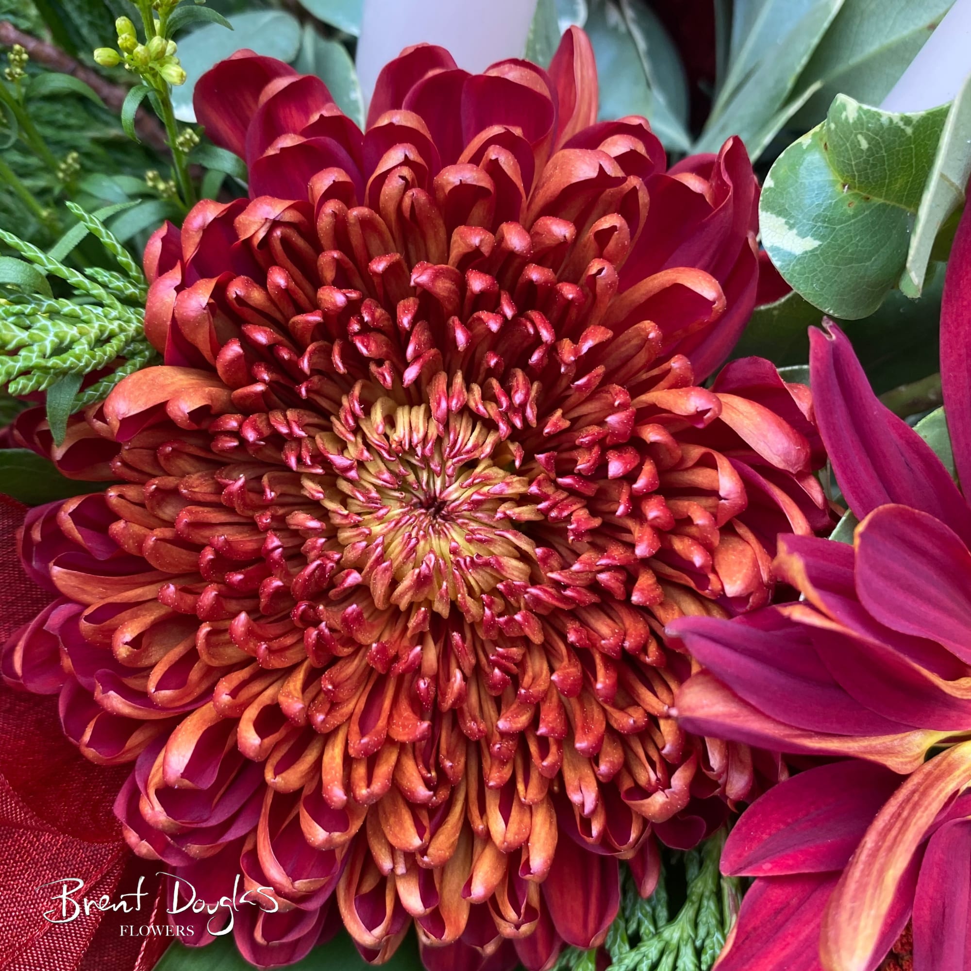 Your Turkey will love these long lasting flowers!