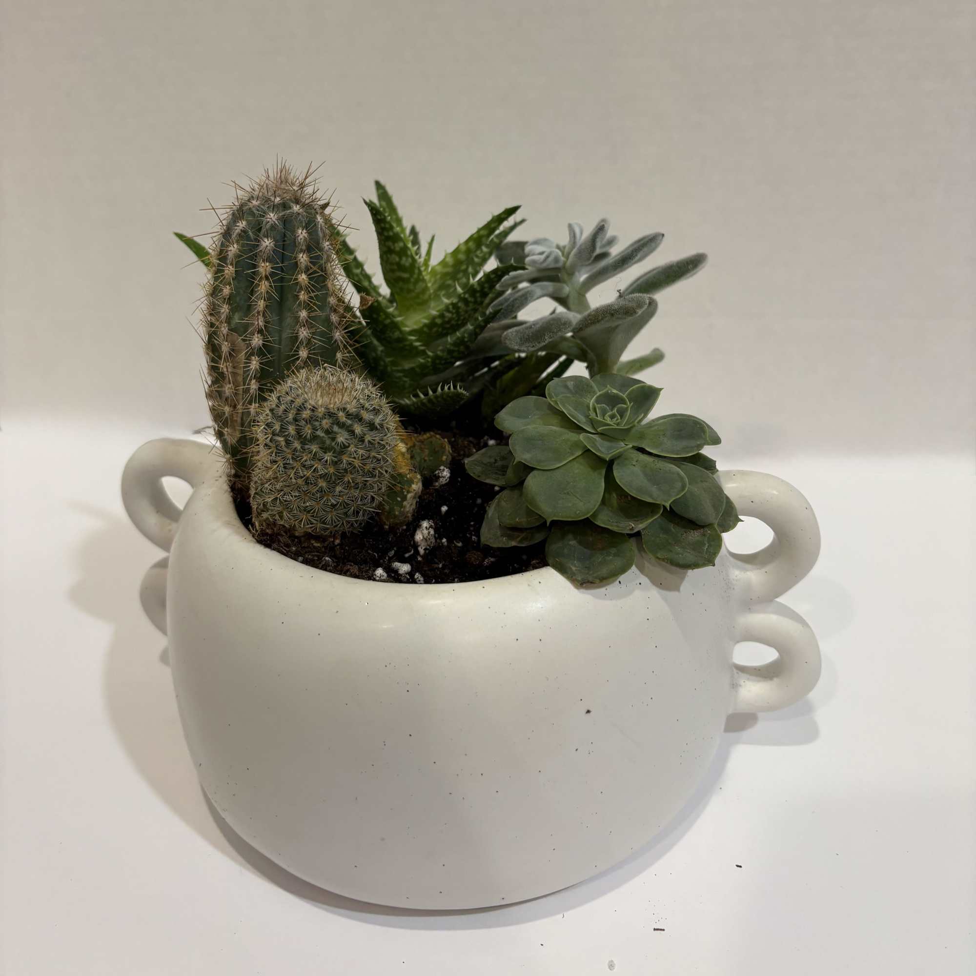 You can leave a cactus plant in a sunny window and forget