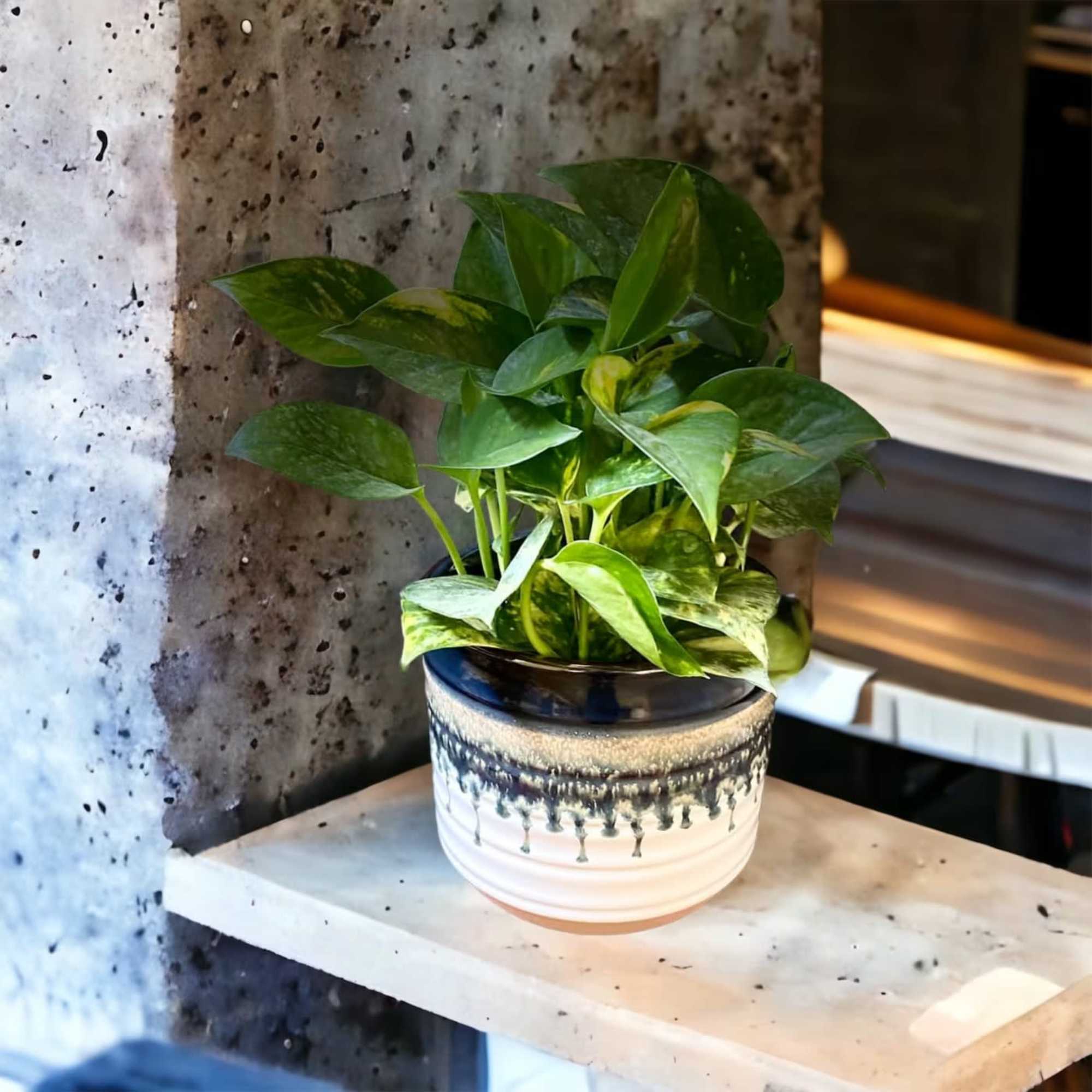 Beautiful green pathos plant in an earthy ceramic vase. I like moderate