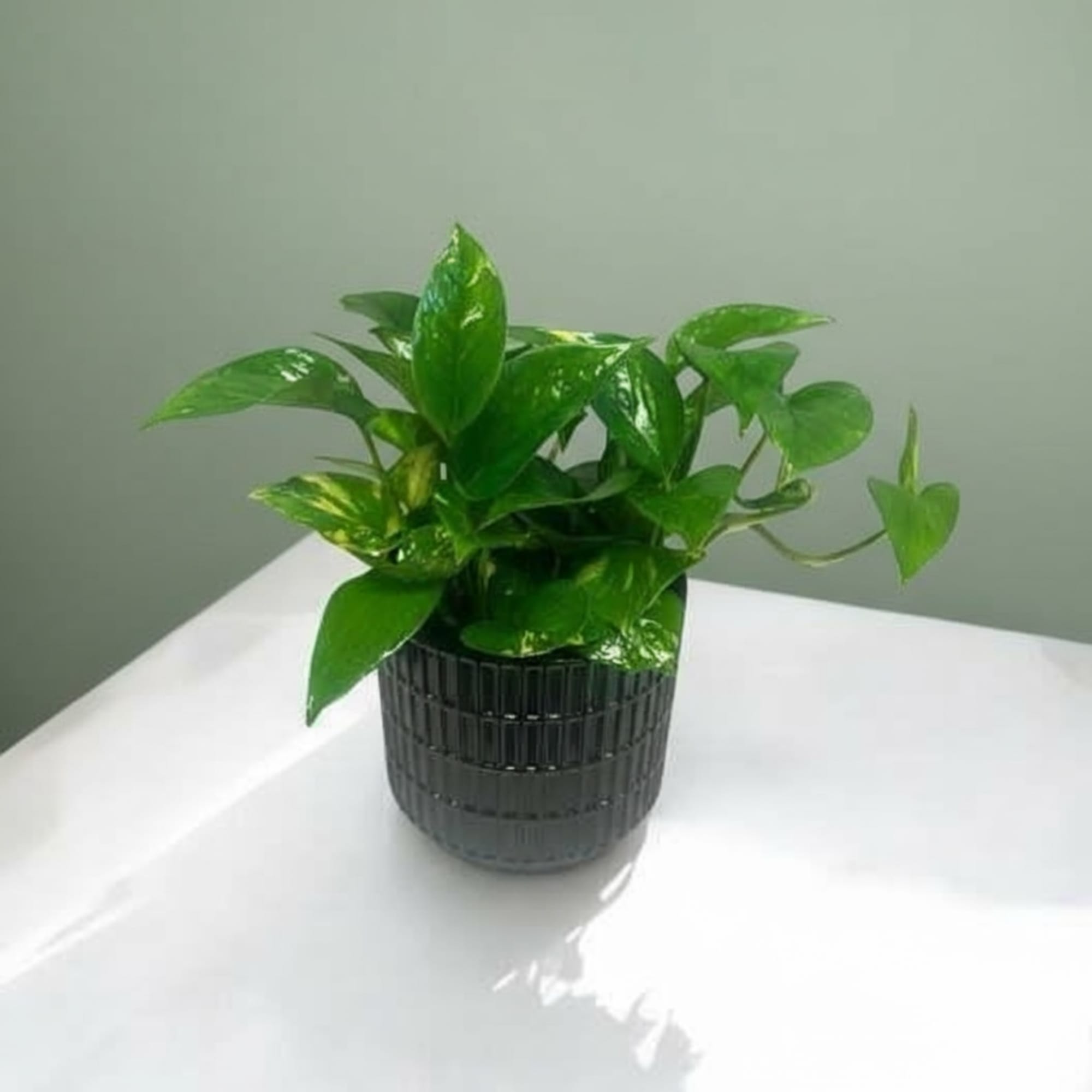 Beautiful green pathos plant in an earthy ceramic vase. I like moderate