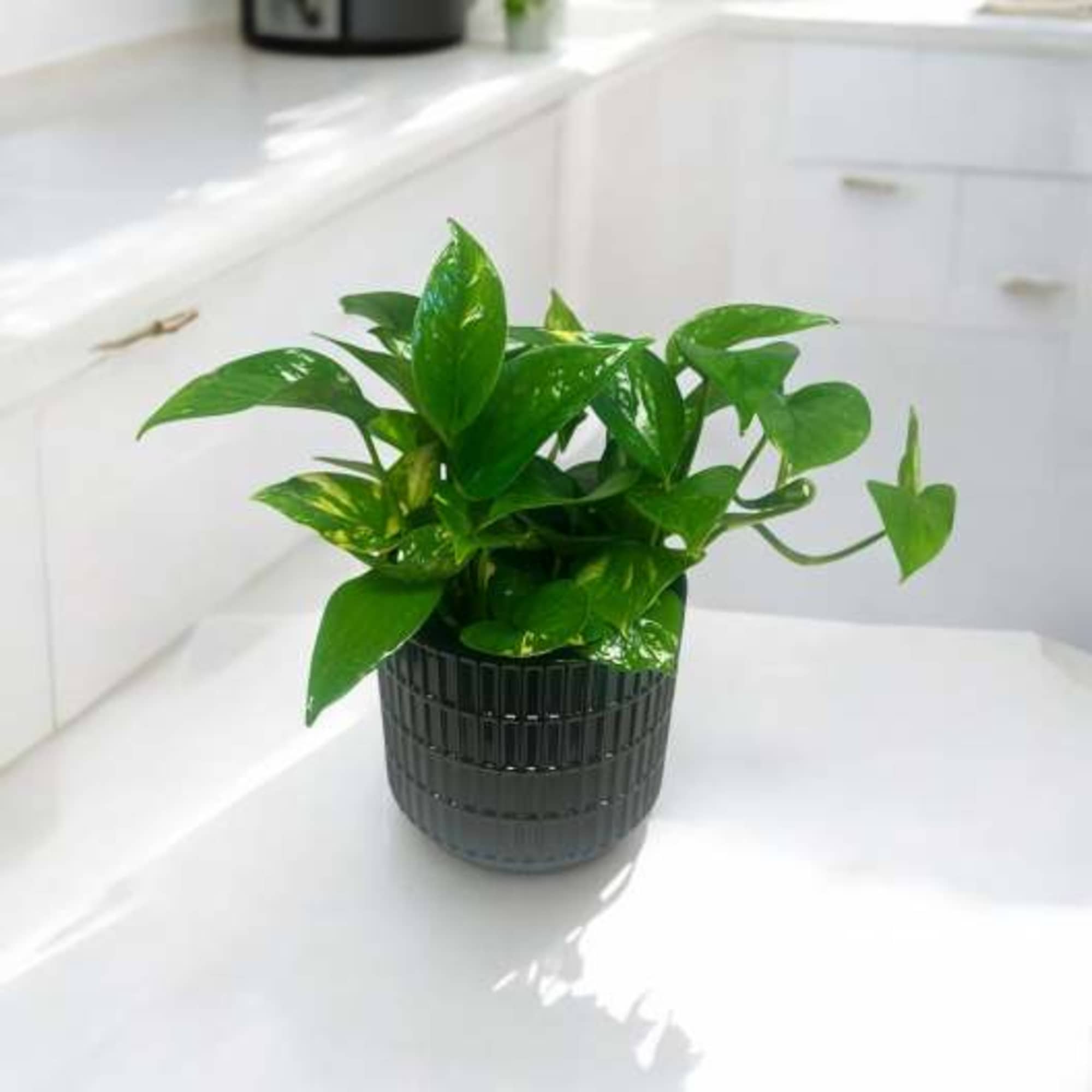 Beautiful green pathos plant in an earthy ceramic vase. I like moderate