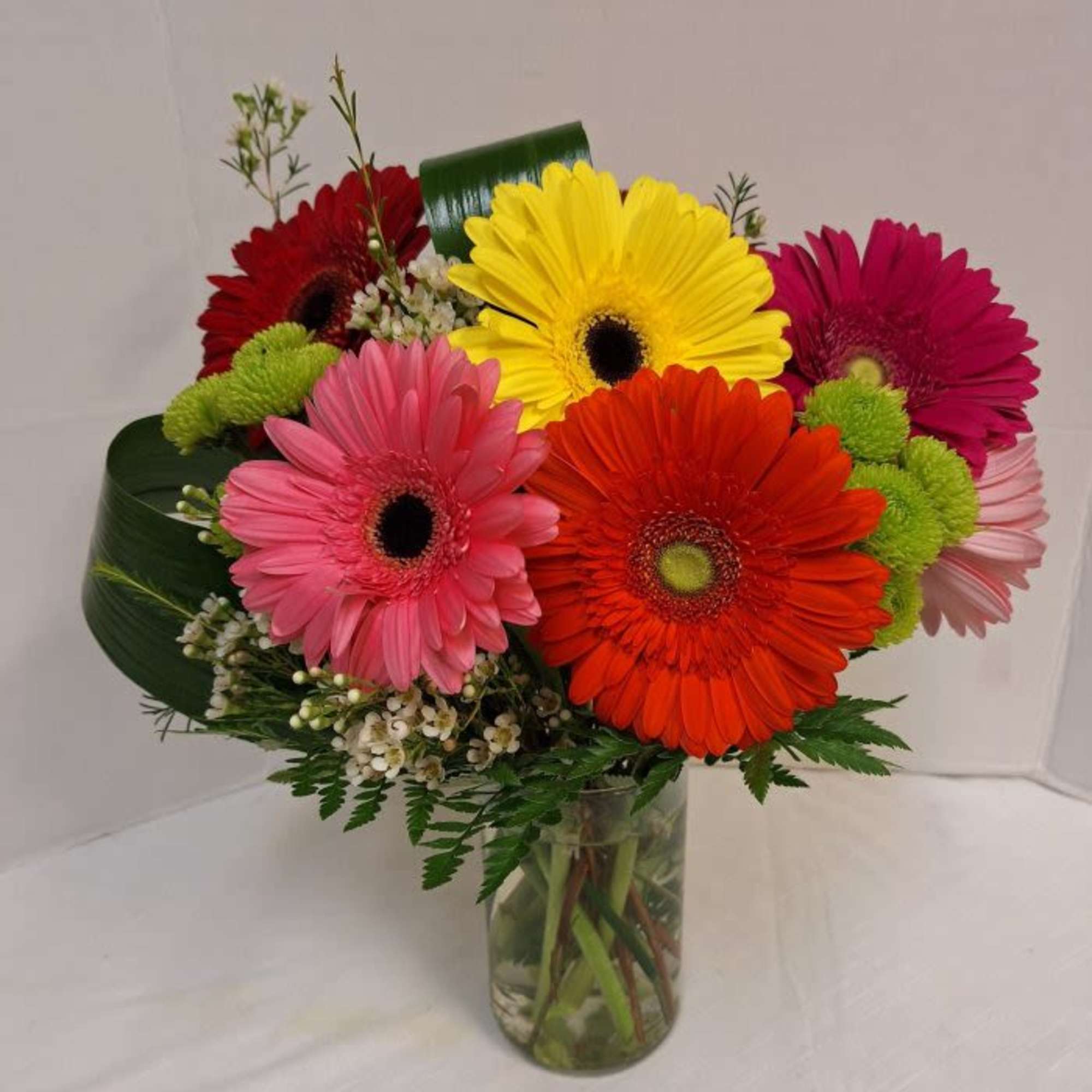 Gerbera Daisy, Green Button Poms, Ti Leaves arranged in a 6&Prime; Cylinder