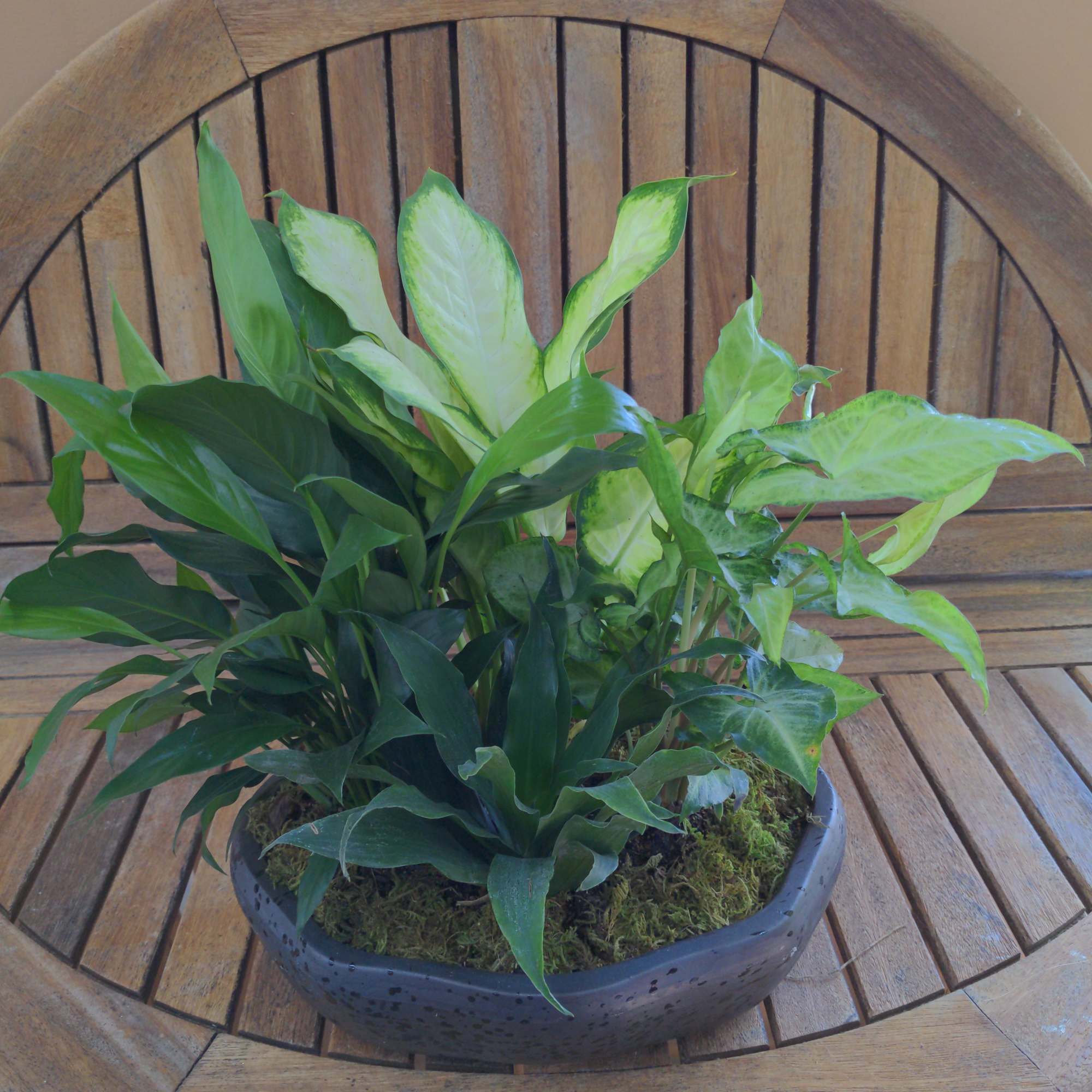 Dish Garden In Ceramic container. Plants &amp; Container may verify.

May Be Different