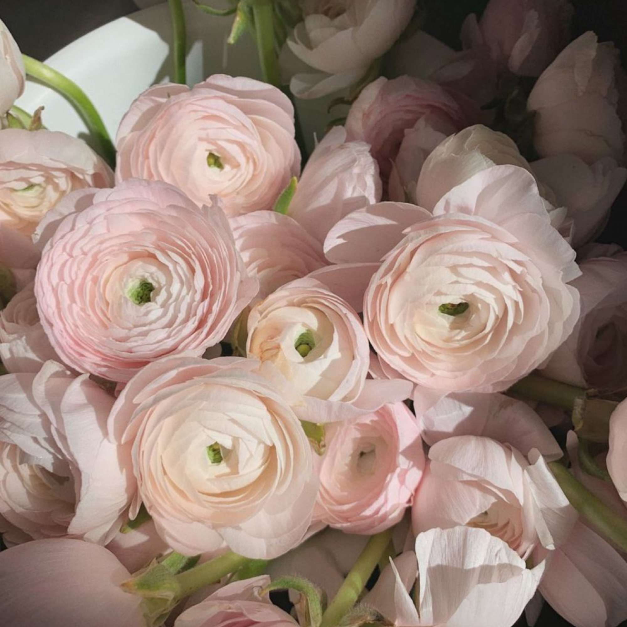 Soft-spoken elegance. A bouquet of premium blush ranunculus wrapped in muted ivory