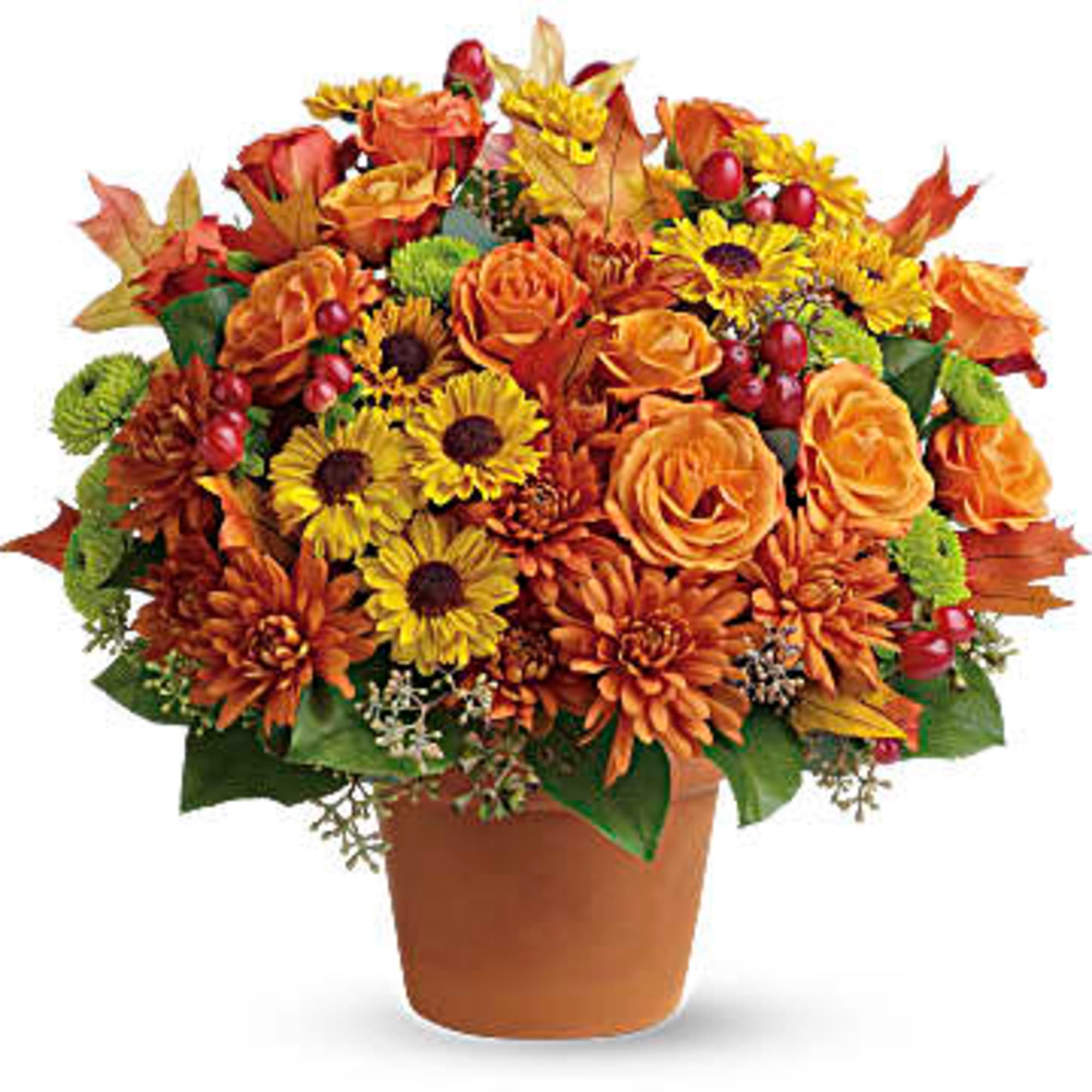 Chrysanthemums in autumnal colors of yellow, bronze and green - set off