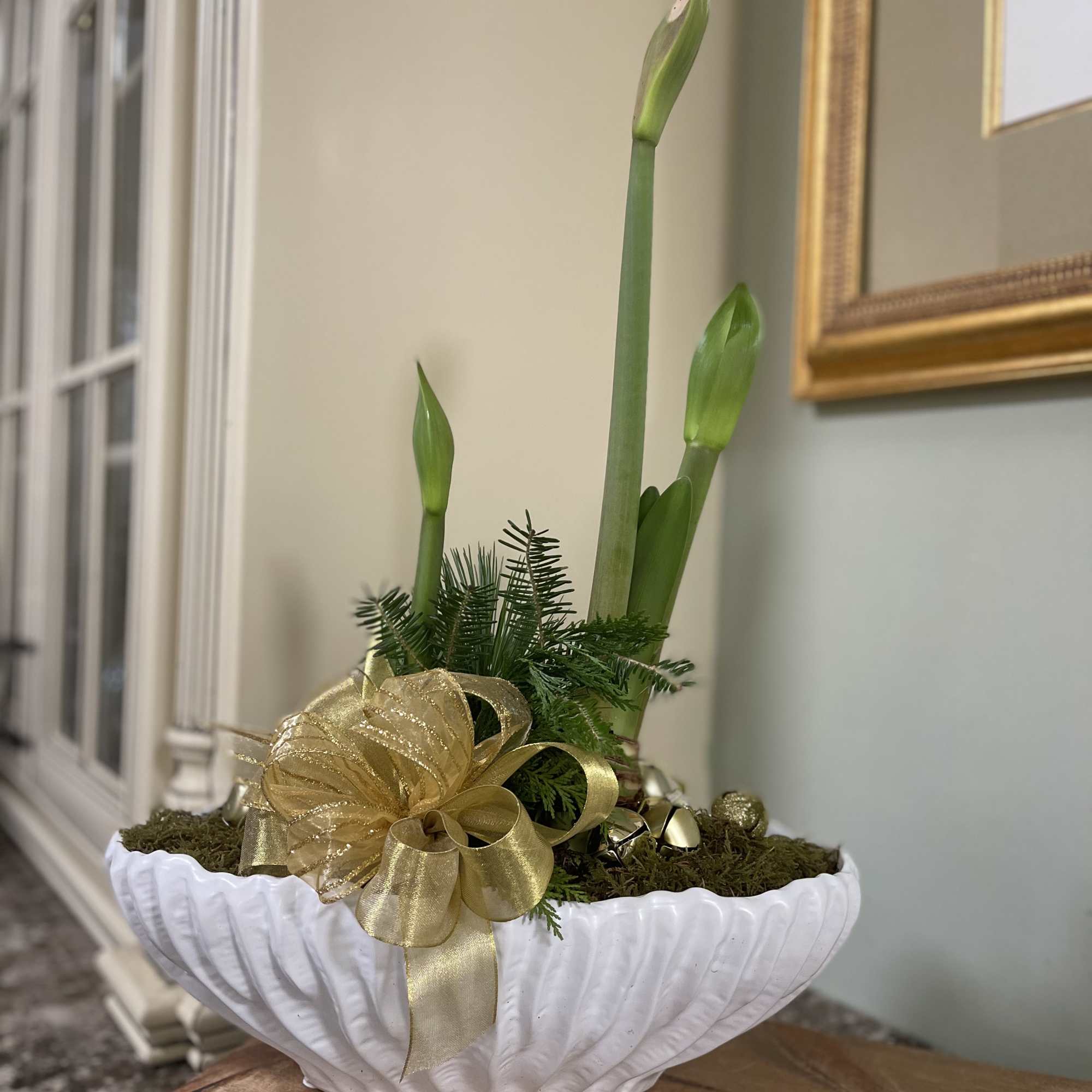 For a limited time, the Holiday Amaryllis Garden.  Single, Double and