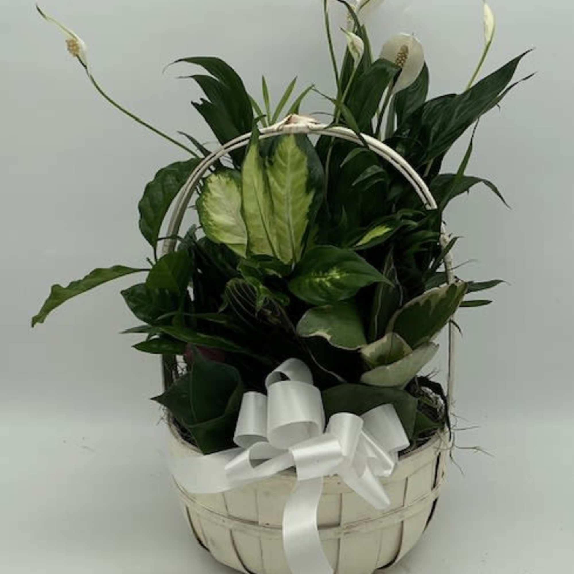 A lush and lasting gift, this medium dishgarden features a beautiful assortment