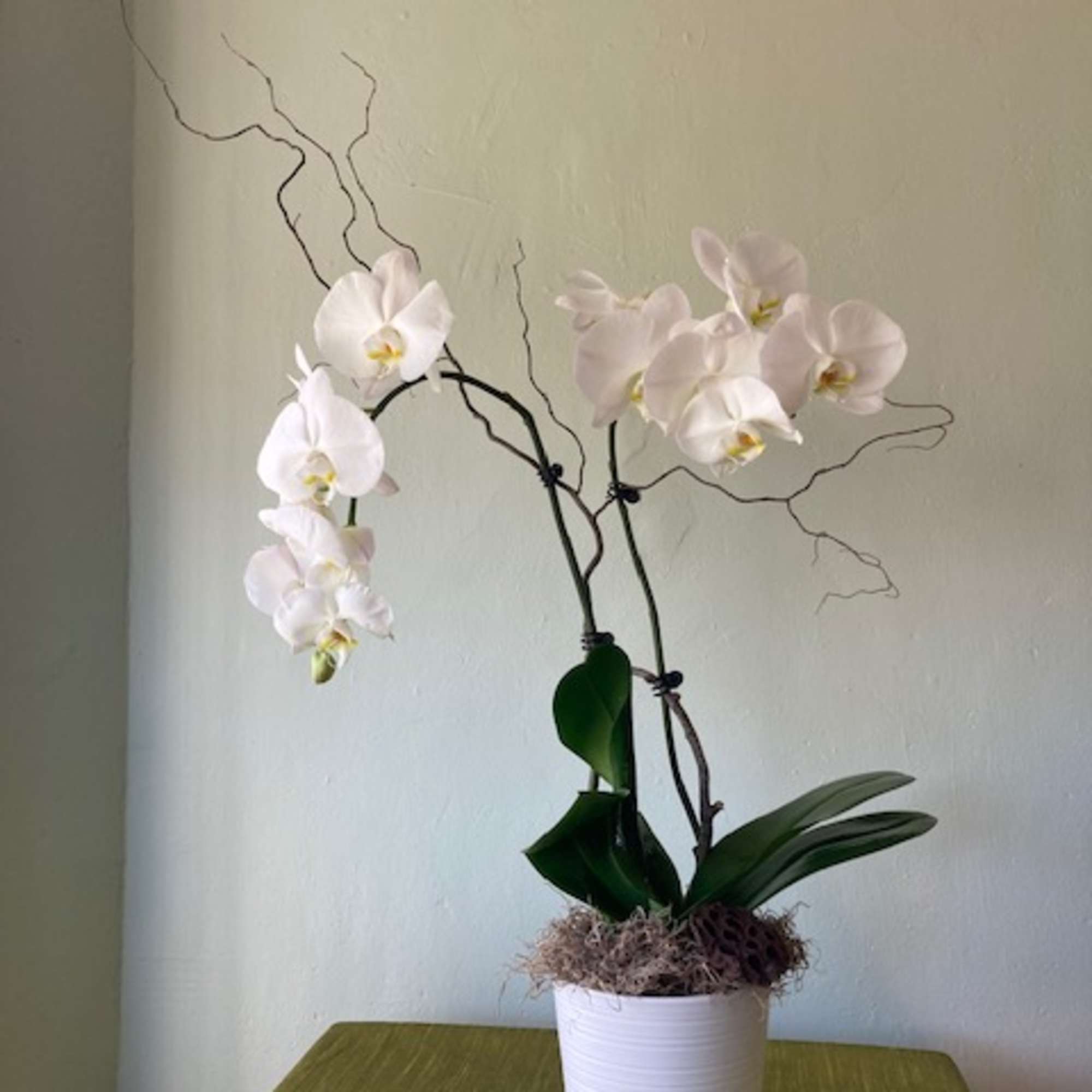 The simple yet striking elegance of this double-stemmed white orchid will bring