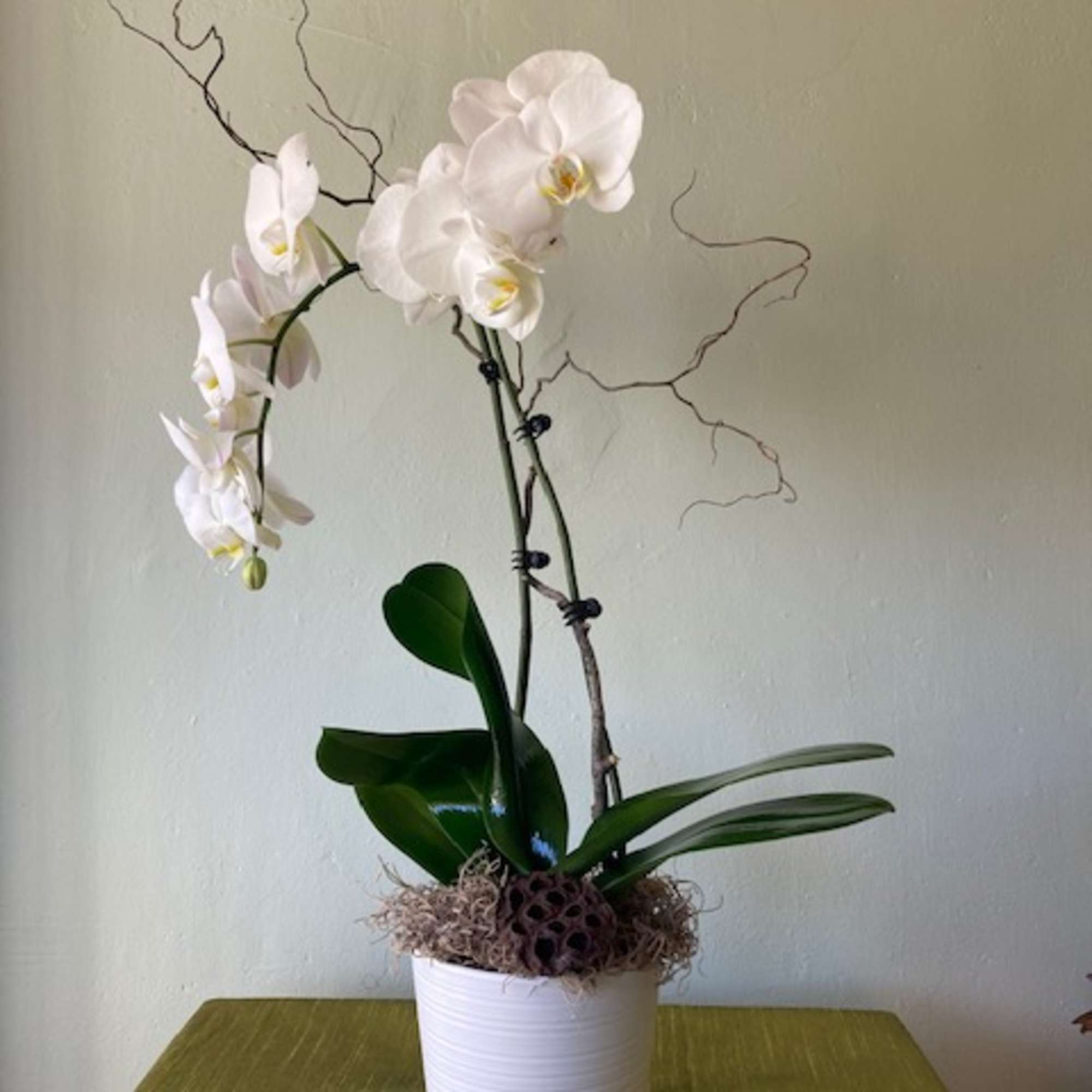The simple yet striking elegance of this double-stemmed white orchid will bring