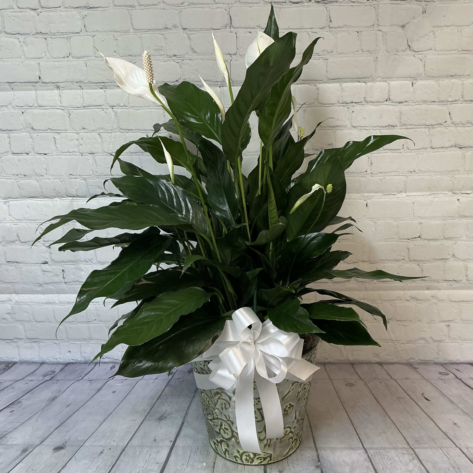 This is our medium peace lily (spathophyllium) - it comes in a