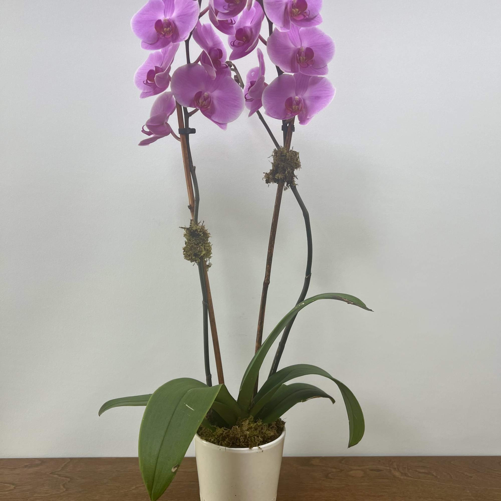 The long stems and large blooms featured in this double spike Phalaenopsis