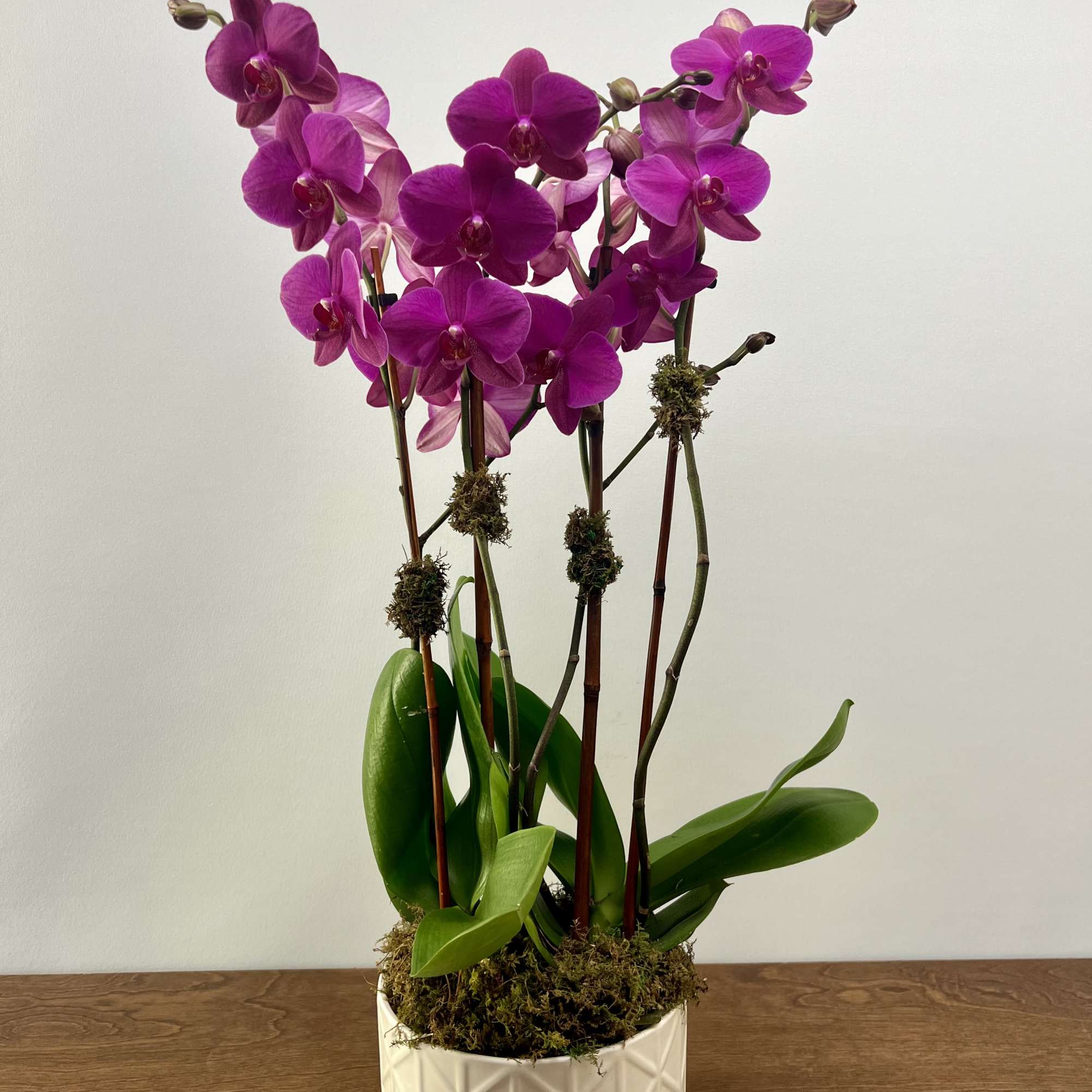 Two plants of double stem orchids in a white ceramic container, available