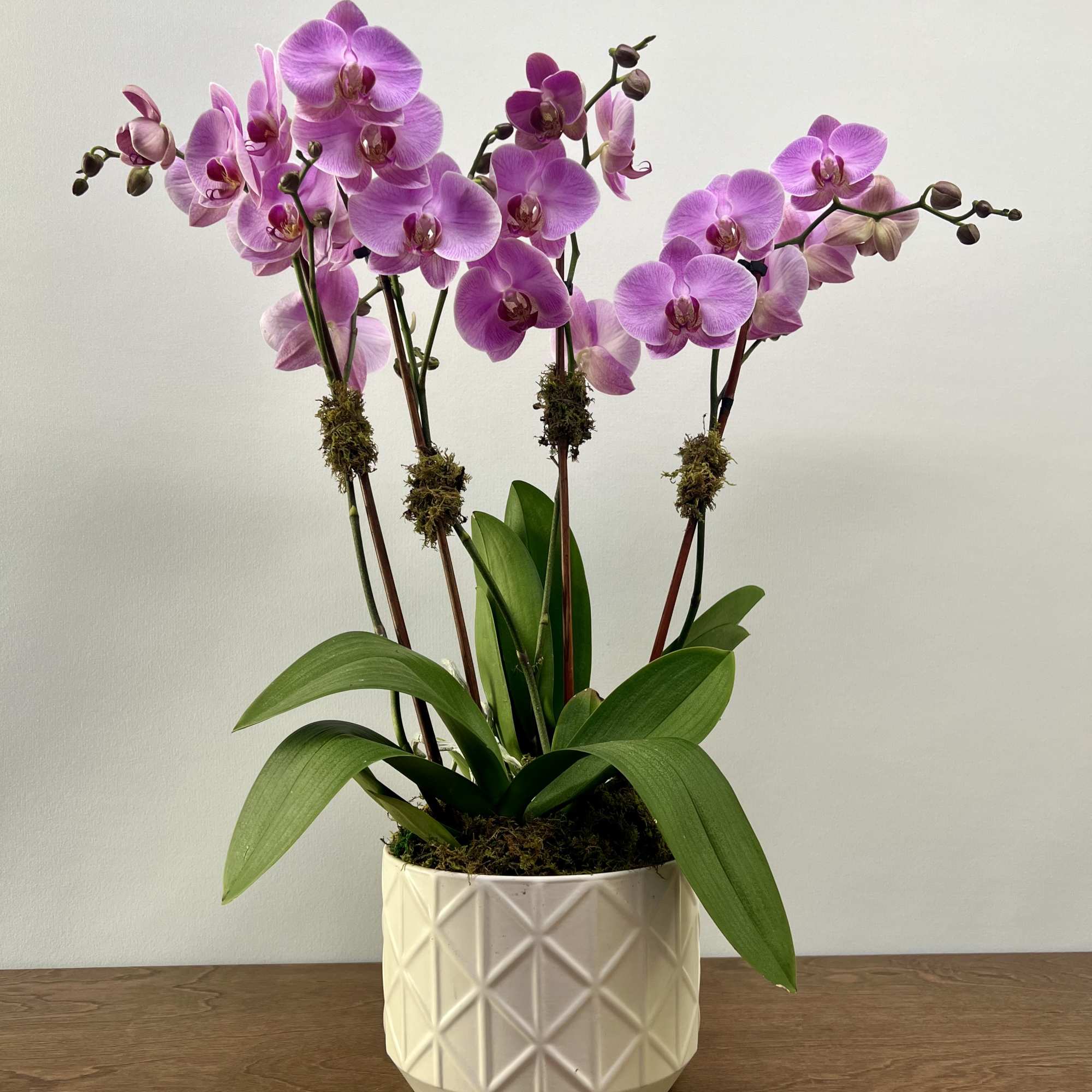 Two plants of double stem orchids in a white ceramic container, available