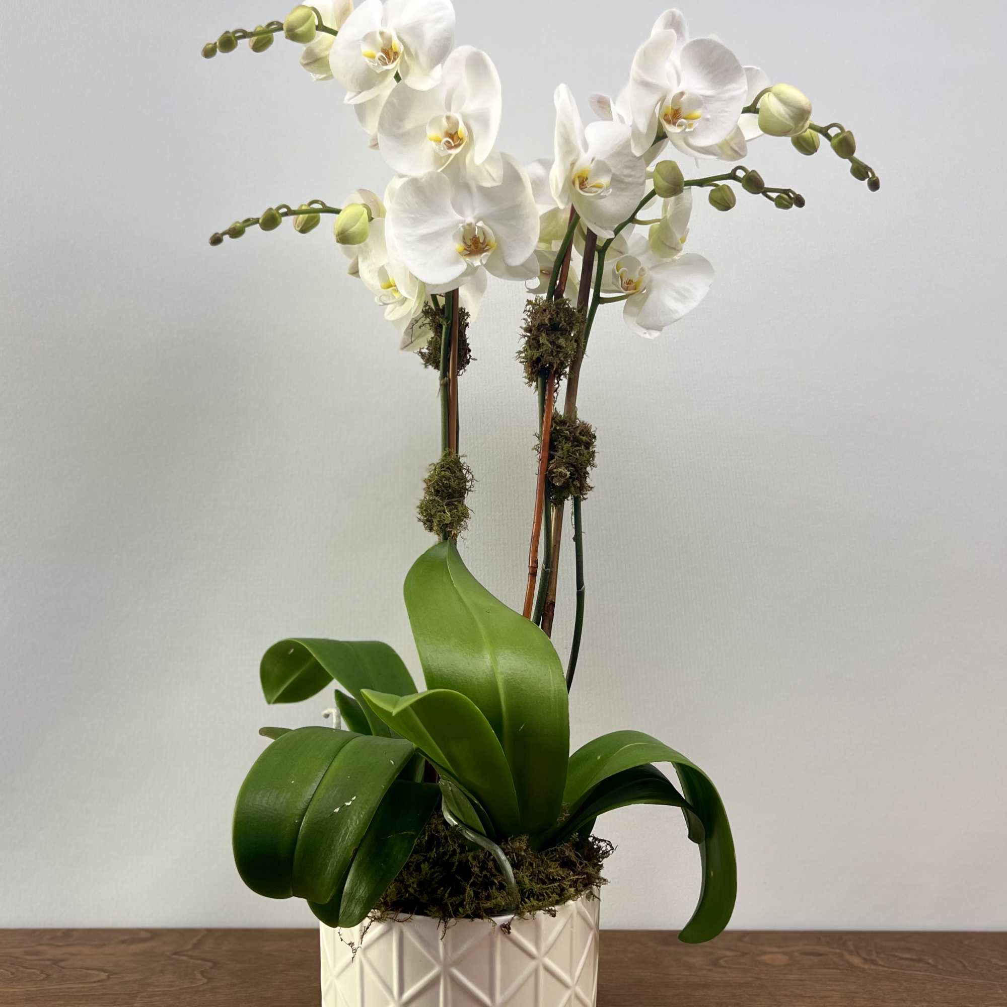 Two plants of double stem orchids in a white ceramic container, available