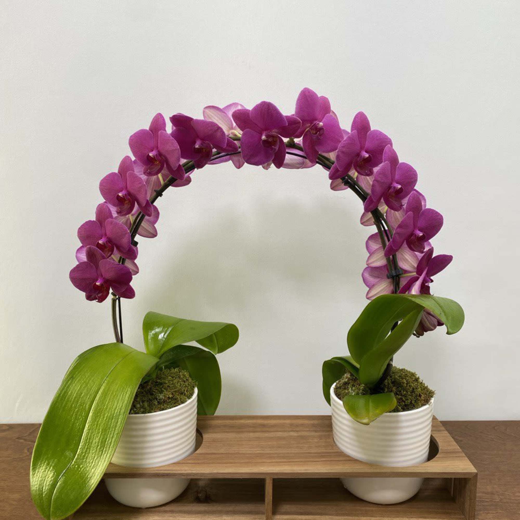 Graceful and modern, this double-orchid arrangement is designed to impress. Two vibrant