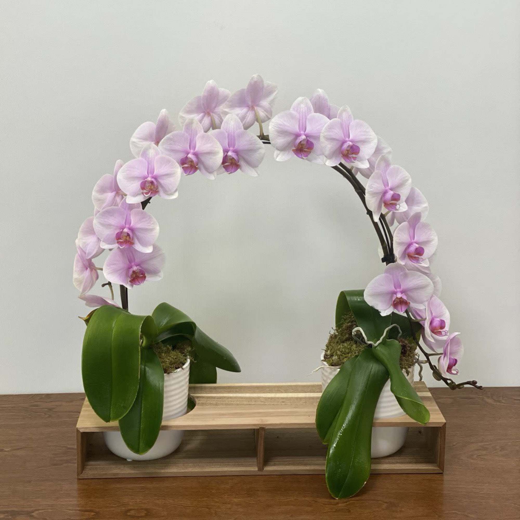 Graceful and modern, this double-orchid arrangement is designed to impress. Two vibrant